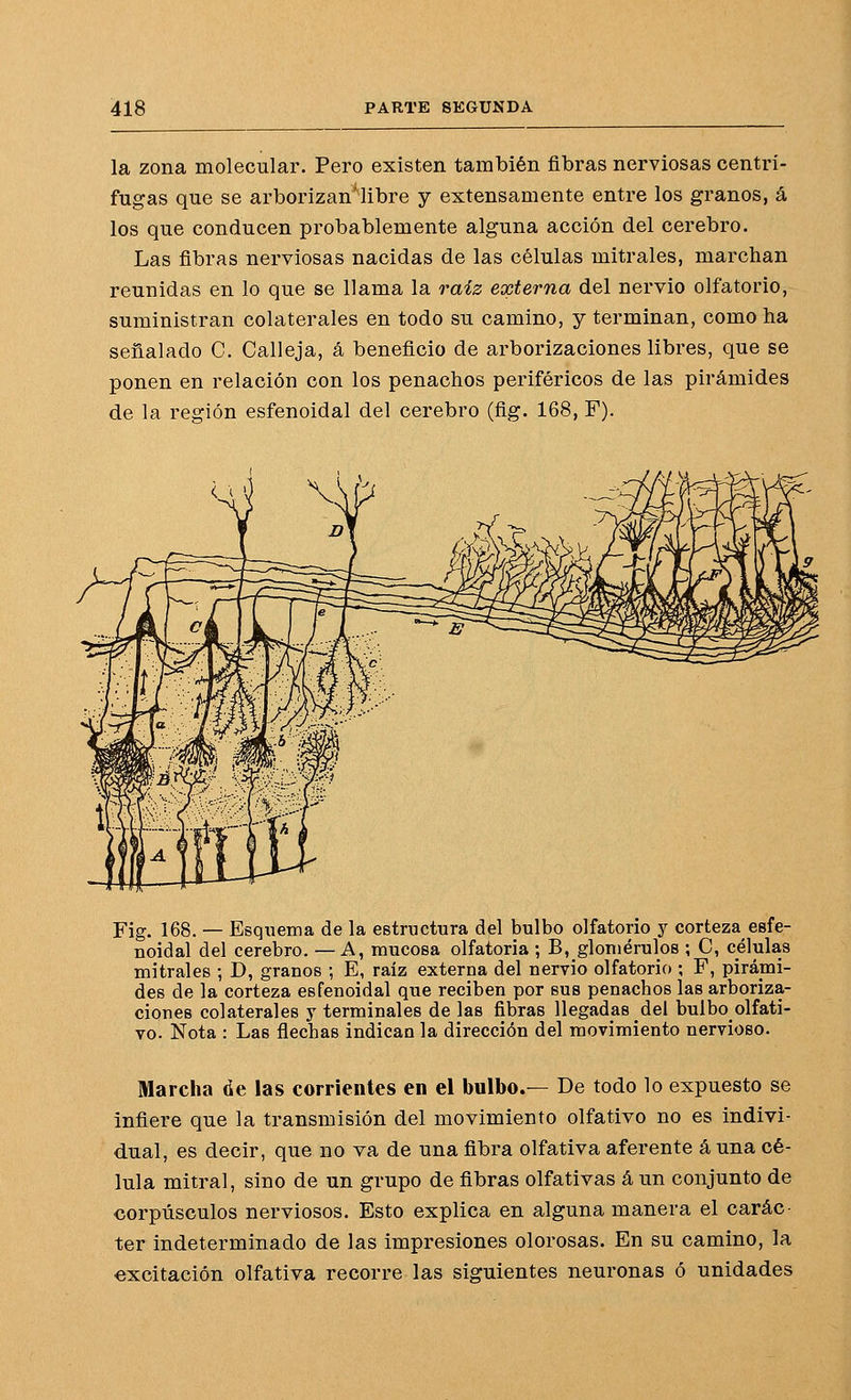 la zona molecular. Pero existen también fibras nerviosas centrí- fugas que se arborizan^'^libre y extensamente entre los granos, á los que conducen probablemente alguna acción del cerebro. Las fibras nerviosas nacidas de las células mitrales, marchan reunidas en lo que se llama la raiz externa del nervio olfatorio, suministran colaterales en todo su camino, y terminan, como ha señalado C. Calleja, á beneficio de arborizaciones libres, que se ponen en relación con los penachos periféricos de las pirámides de la región esfenoidal del cerebro (flg. 168, F). Fig. 168. — Esquema de la estructura del bulbo olfatorio y corteza esfe- noidal del cerebro. — A, mucosa olfatoria ; B, glomérulos ; C, células mitrales ; D, granos ; E, raíz externa del nervio olfatorio ; F, pirámi- des de la corteza esfenoidal que reciben por sus penachos las arboriza- clones colaterales y terminales de las fibras llegadas del bulbo_olfati- vo. Nota : Las flechas indican la dirección del movimiento nervioso. Marcha üe las corrientes en el bulbo.— De todo lo expuesto se infiere que la transmisión del movimiento olfativo no es indivi- dual, es decir, que no va de una fibra olfativa aferente á una cé- lula mitral, sino de un grupo de fibras olfativas á un conjunto de corpúsculos nerviosos. Esto explica en alguna manera el carác ter indeterminado de las impresiones olorosas. En su camino, la excitación olfativa recorre las siguientes neuronas ó unidades