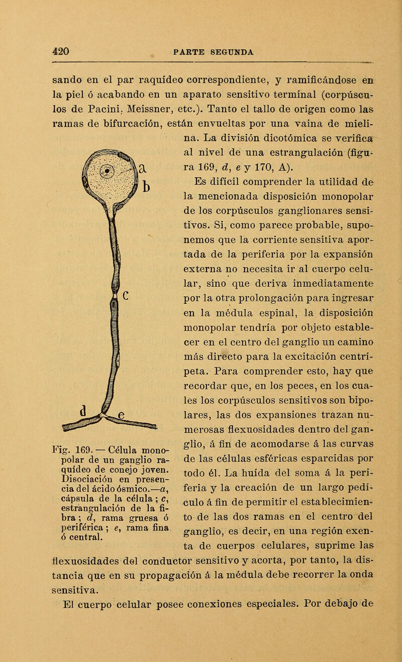 sando en el par raquídeo correspondiente, y ramificándose en la piel ó acabando en un aparato sensitivo terminal (corpúscu- los de Pacini; Meissner, etc.). Tanto el tallo de origen como las ramas de bifurcación, están envueltas por una vaina de mieli- na. La división dicotómica se verifica al nivel de una estrangulación (figu- ra 169, d.ej 170, A). Es difícil comprender la utilidad de la mencionada disposición monopolar de los corpúsculos ganglionares sensi- tivos. Si, como parece probable, supo- nemos que la corriente sensitiva apor- tada de la periferia por la expansión externa no necesita ir al cuerpo celu- lar, sino que deriva inmediatamente por la otra prolongación para ingresar en la médula espinal, la disposición monopolar tendría por objeto estable- cer en el centro del ganglio un camino más directo para la excitación centrí- peta. Para comprender esto, hay que recordar que, en los peces, en los cua- les los corpúsculos sensitivos son bipo- lares, las dos expansiones trazan nu- merosas flexuosidades dentro del gan- glio, á fin de acomodarse á las curvas de las células esféricas esparcidas por todo él. La huida del soma á la peri- feria y la creación de un largo pedí- culo á fin de permitir el establecimien- to de las dos ramas en el centro del ganglio, es decir, en una región exen- ta de cuerpos celulares, suprime las ñexuosidades del conductor sensitivo y acorta, por tanto, la dis- tancia que en su propagación á la médula debe recorrer la onda sensitiva. El cuerpo celular posee conexiones especiales. Por debajo de Fig. 169. — Célula mono- polar de un ganglio ra- quídeo de conejo joven. Disociación en presen- cia del ácido ósmico.—a, cápsula de la célula; c, estrangulación de la fi- bra ; c?, rama gruesa ó periférica ; e, rama fina ó central.
