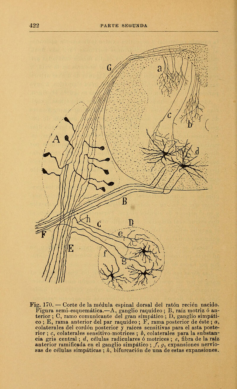 Fig. 170. — Corte de la médula espinal dorsal del ratón recién nacido. Figura semi-esquemática.—A, ganglio raquídeo ; B, raíz motriz ó an- terior ; C, ramo comunicante del gran simpático ; D, ganglio simpáti- co ; E, rama anterior del par raquídeo ; F, rama posterior de éste ; a, colaterales del cordón posterior y raíces sensitivas para el asta poste- rior ; c, colaterales sensitivo-motrices ; 5, colaterales para la substan- cia gris central; <¿, células radiculares ó motrices ; e, fibra de la raíz anterior ramificada en el ganglio simpático ; /, g, expansiones nervio- sas de células simpáticas ; A, bifurcación de una de estas expansiones.