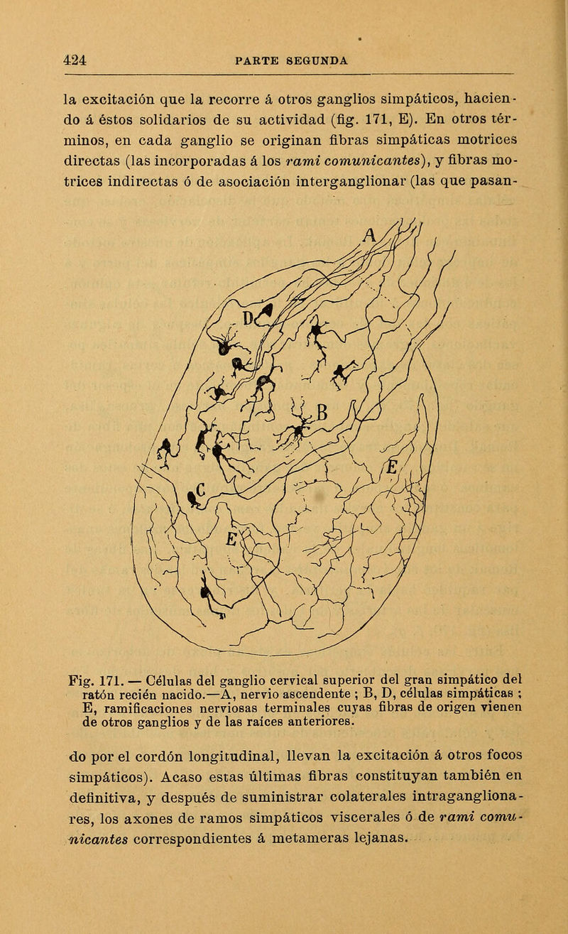 la excitación que la recorre á otros ganglios simpáticos, hacien- do á éstos solidarios de su actividad (flg. 171, E). En otros tér- minos, en cada ganglio se originan fibras simpáticas motrices directas (las incorporadas á los rami comunicantes), y fibras mo- trices indirectas ó de asociación interganglionar (las que pasan- Fig. 171. — Células del ganglio cervical superior del gran simpático del ratón recién nacido.—A, nervio ascendente ; B, D, células simpáticas ; E, ramificaciones nerviosas terminales cuyas fibras de origen vienen de otros ganglios y de las raíces anteriores. do por el cordón longitudinal, llevan la excitación á otros focos simpáticos). Acaso estas últimas fibras constituyan también en definitiva, y después de suministrar colaterales intragangliona- res, los axones de ramos simpáticos viscerales ó de rami comu- nicantes corvesponáientes éi metsunevsíS lejansis.