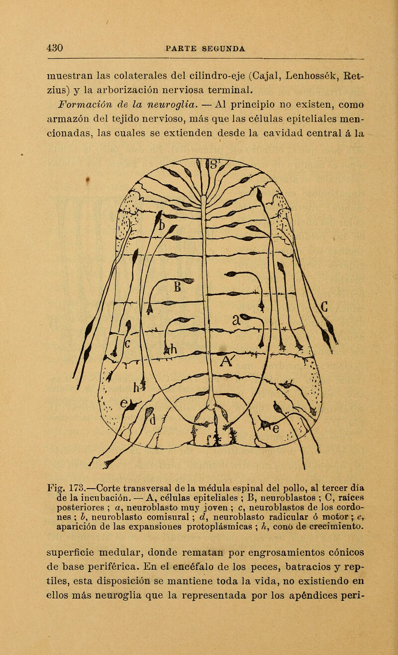 muestran las colaterales del cilindro-eje (Cajal, Lenhossék, Ret- zius) y la arborización nerviosa terminal. Formación de la neuroglia. — Al principio no existen, como armazón del tejido nervioso, más que las células epiteliales men- cionadas, las cuales se extienden desde la cavidad central á la Fig. 173.—Corte transversal de la médula espinal del pollo, al tercer día de la incubación. — A, células epiteliales ; B, neuroblastos ; C, raíces posteriores ; a, neuroblasto muy joven ; c, neuroblastos de los cordo- nes ; I, neuroblasto comisural; d, neuroblasto radicular ó motor; e, aparición de las expansiones protoplásmicas ; h, cono de crecimiento. superficie medular, donde rematan por engrosamientos cónicos de base periférica. En el encéfalo de los peces, batracios y rep- tiles, esta disposición se mantiene toda la vida, no existiendo en ellos más neuroglia que la representada por los apéndices peri-