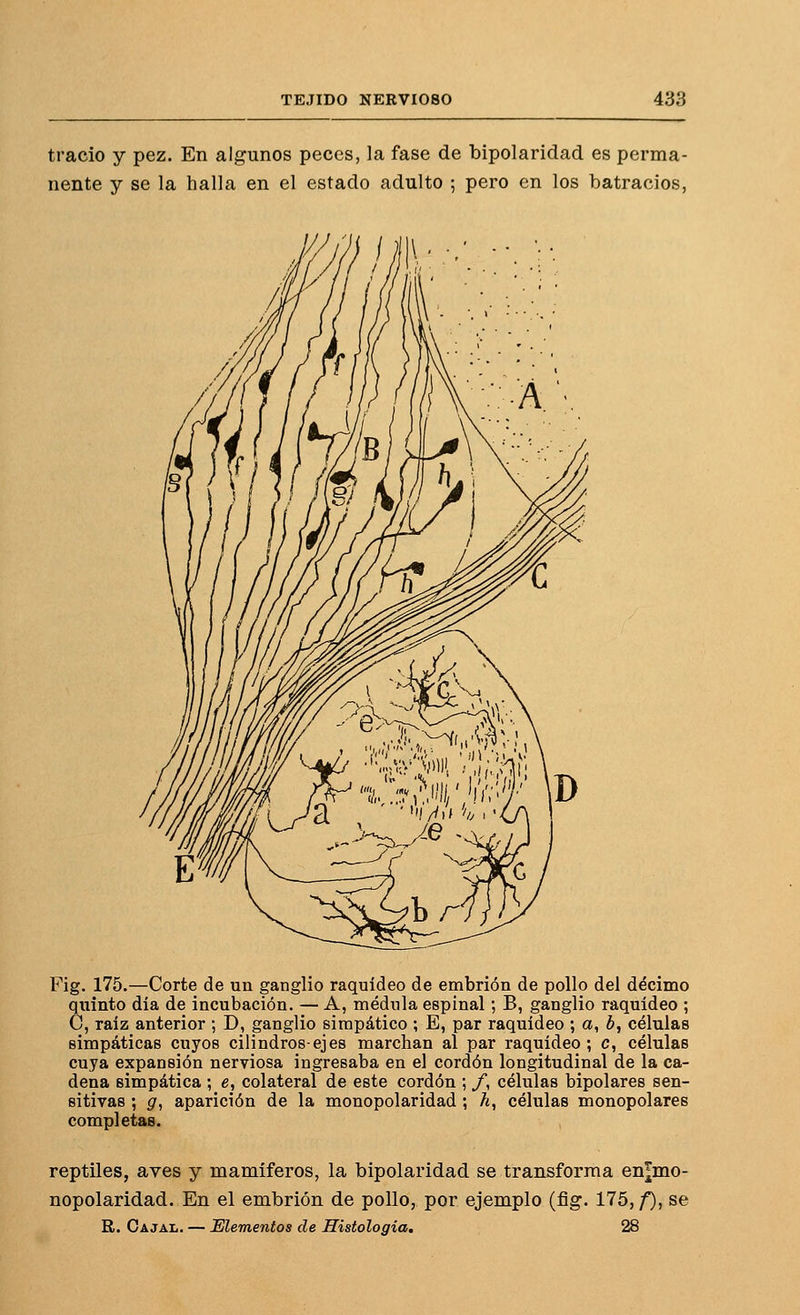 tracio y pez. En algunos peces, la fase de bipolaridad es perma- nente y se la halla en el estado adulto ; pero en los batracios, Fig. 175.—Corte de un ganglio raquídeo de embrión de pollo del décimo quinto día de incubación. — A, médnla espinal; B, ganglio raquídeo ; C, raíz anterior ; D, ganglio simpático ; E, par raquídeo ; ot, b, células simpáticas cuyos cilindros-ejes marchan al par raquídeo ; c, células cuya expansión nerviosa ingresaba en el cordón longitudinal de la ca- dena simpática ; e, colateral de este cordón ; /, células bipolares sen- sitivas ; g, aparición de la monopolaridad ; h, células monopolares completas. reptiles, aves y mamíferos, la bipolaridad se transforma en^mo- nopolaridad. En el embrión de pollo, por ejemplo (fig. 175, f), se R. Cajal. — Elementos de Histología, 28