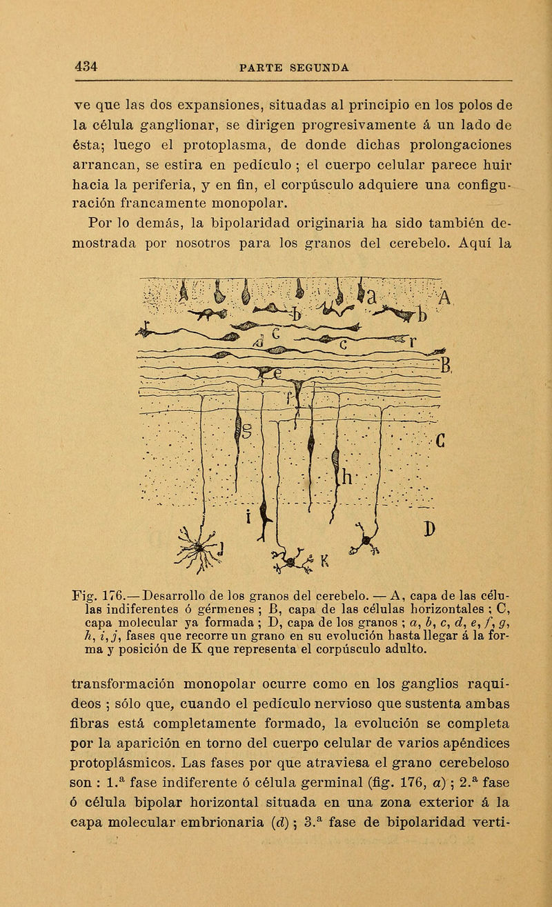ve que las dos expansiones, situadas al principio en los polos de la célula ganglionar, se dirigen progresivamente á un lado de ésta; luego el protoplasma, de donde dichas prolongaciones arrancan, se estira en pedículo ; el cuerpo celular parece huir hacia la periferia, y en fin, el corpúsculo adquiere una configu- ración francamente monopolar. Por lo demás, la bipolaridad originaria ha sido también de- mostrada por nosotros para los granos del cerebelo. Aquí la Fig. 176.—Desarrollo de los granos del cerebelo. — A, capa de las célu- las indiferentes ó gérmenes ; B, capa de las células horizontales ; C, capa molecular ya formada ; D, capa de los granos ; a, é, c, d, e, /, g, h, i,j, fases que recorre un grano en su evolución hasta llegar á la for- ma y posición de K que representa el corpúsculo adulto. transformación monopolar ocurre como en los ganglios raquí- deos ; sólo que, cuando el pedículo nervioso que sustenta ambas fibras está completamente formado, la evolución se completa por la aparición en torno del cuerpo celular de varios apéndices protoplásmicos. Las fases por que atraviesa el grano cerebeloso son : 1.^ fase indiferente ó célula germinal (fig. 176, a) ; 2.^ fase ó célula bipolar horizontal situada en una zona exterior á la capa molecular embrionaria (d); 3.^ fase de bipolaridad verti-