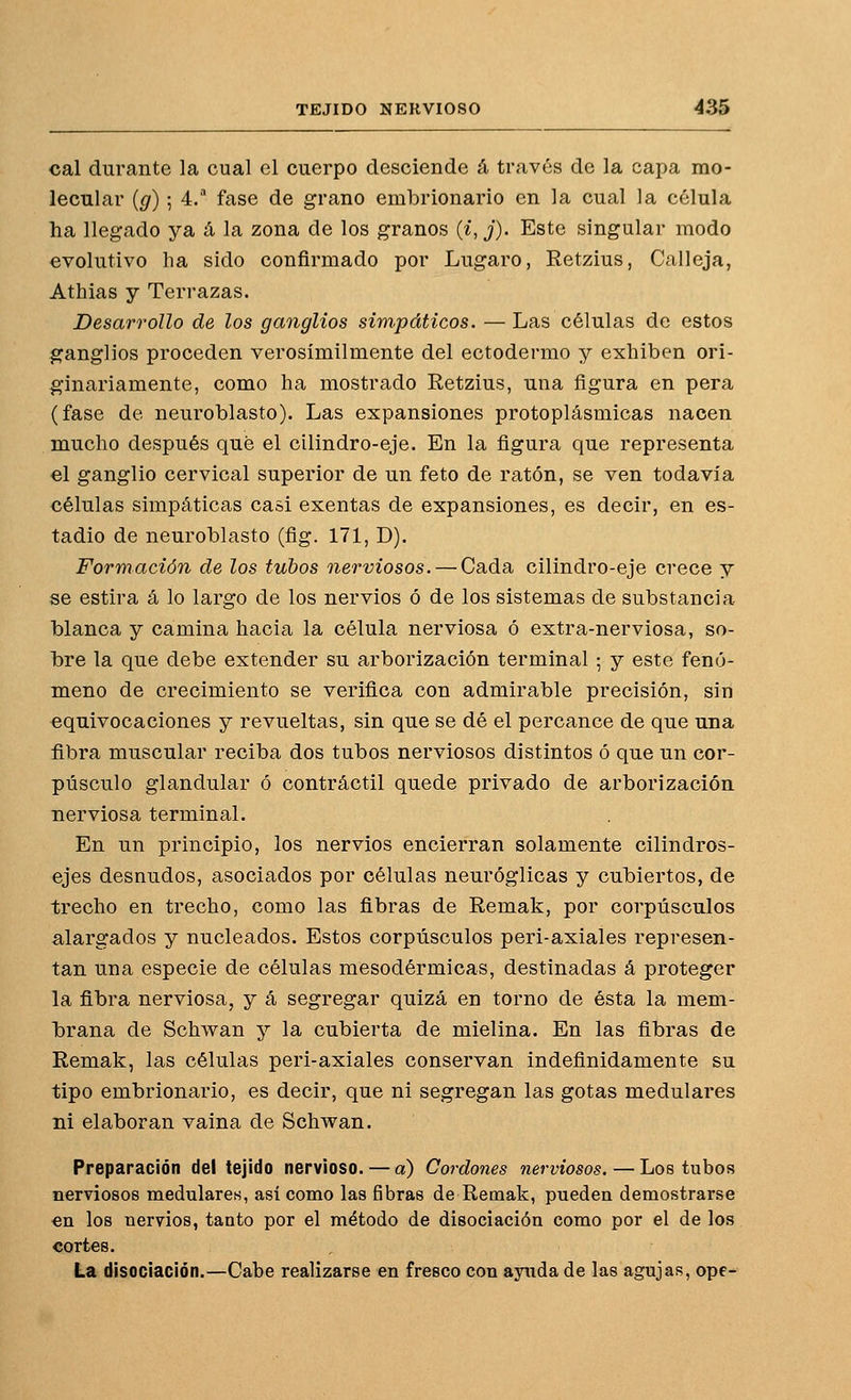 cal durante la cual el cuerpo desciende á través de la capa mo- lecular (g) ; 4. fase de grano embrionario en la cual la célula ha llegado ya á la zona de los granos (i,j). Este singular modo evolutivo ha sido confirmado por Lugaro, Retzius, Calleja, Athias y Terrazas. Desarrollo de los ganglios simpáticos. — Las células de estos ganglios proceden verosímilmente del ectodermo y exhiben ori- ginariamente, como ha mostrado Eetzius, una figura en pera (fase de neuroblasto). Las expansiones protoplásmicas nacen mucho después qué el cilindro-eje. En la figura que representa el ganglio cervical superior de un feto de ratón, se ven todavía células simpáticas casi exentas de expansiones, es decir, en es- tadio de neuroblasto (fig. 171, D). Formación de los tubos nerviosos. — Cada cilindro-eje crece y se estira á lo largo de los nervios ó de los sistemas de substancia blanca y camina hacia la célula nerviosa ó extra-nerviosa, so- bre la que debe extender su arborización terminal ; y este fen(j- meno de crecimiento se verifica con admirable precisión, sin equivocaciones y revueltas, sin que se dé el percance de que una fibra muscular reciba dos tubos nerviosos distintos ó que un cor- púsculo glandular ó contráctil quede privado de arborización nerviosa terminal. En un principio, los nervios encierran solamente cilindros- ejes desnudos, asociados por células neuróglicas y cubiertos, de trecho en trecho, como las fibras de Remak, por corpúsculos alargados y nucleados. Estos corpúsculos peri-axiales represen- tan una especie de células mesodérmicas, destinadas á proteger la fibra nerviosa, y á segregar quizá en torno de ésta la mem- brana de Schwan y la cubierta de mielina. En las fibras de Remak, las células peri-axiales conservan indefinidamente su tipo embrionario, es decir, que ni segregan las gotas medulares ni elaboran vaina de Schwan. Preparación del tejido nervioso. — a) Cordones nerviosos. — Loe tubos nerviosos medulares, así como las fibras de Remak, pueden demostrarse «n los nervios, tanto por el método de disociación como por el de los cortes. La disociación.—Cabe realizarse en fresco con ayuda de las agujas, ope-
