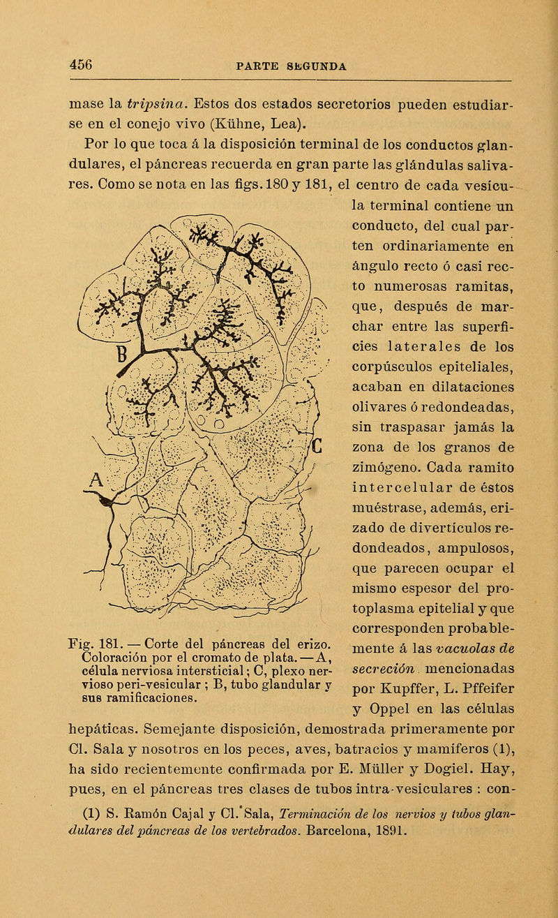 mase la trijysiria. Estos dos estados secretorios pueden estudiar- se en el conejo vivo (Kühne, Lea). Por lo que toca á la disposición terminal de los conductos glan- dulares, el páncreas recuerda en gran parte las glándulas saliva- res. Como se nota en las figs. 180 y 181, el centro de cada vesícu- la terminal contiene un conducto, del cual par- ten ordinariamente en ángulo recto ó casi rec- to numerosas ramitas, que, después de mar- char entre las superfi- cies laterales de los corpúsculos epiteliales, acaban en dilataciones olivares ó redondeadas, sin traspasar jamás la zona de los granos de zimógeno. Cada ramito intercelular de éstos muéstrase, además, eri- zado de diverticulos re- dondeados, ampulosos, que parecen ocupar el mismo espesor del pro- toplasma epitelial y que corresponden probable- mente á las vacuolas de secreción mencionadas por Kupffer, L. Pffeifer y Oppel en las células hepáticas. Semejante disposición, demostrada primeramente por Cl. Sala y nosotros en los peces, aves, batracios y mamíferos (1), ha sido recientemente confirmada por E. Müller y Dogiel. Hay, pues, en el páncreas tres clases de tubos intra-vesiculares : con- (1) S. Ramón Cajal y Cl. Sala, Terminación de los nervios y tubos glan- dulares del páncreas de los vertebrados. Barcelona, 1891. Fig. 181. — Corte del páncreas del erizo. Coloración por el cromato de plata.—A, célula nerviosa intersticial; C, plexo ner- vioso peri-vesicular ; B, tubo glandular y sus ramificaciones.