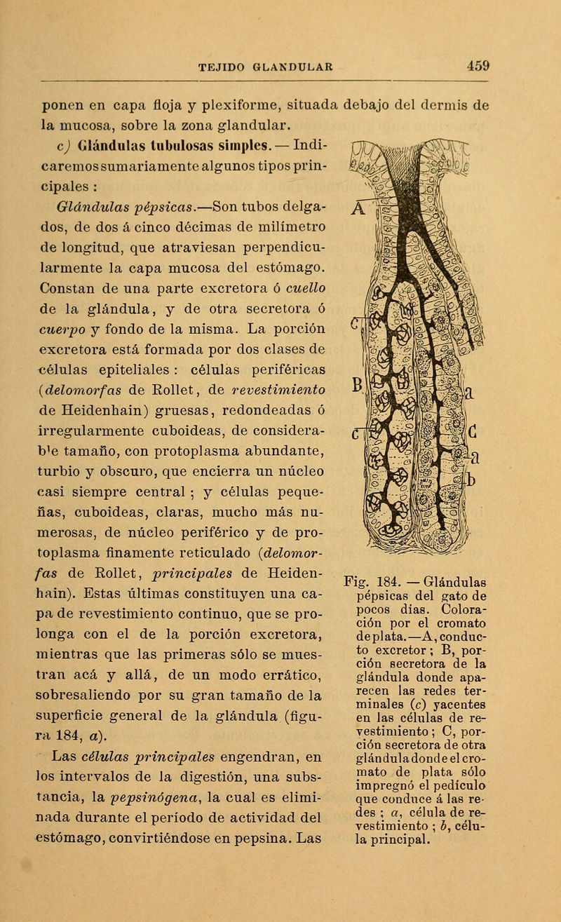 ponen en capa floja y plexiforme, situada la mucosa, sobre la zona glandular. c) Glándulas tubulosas simples. — Indi- caremos sumariamente algunos tipos prin- cipales : Glándulas pépsicas.—Son tubos delga- dos, de dos á cinco décimas de milímetro de longitud, que atraviesan perpendicu- larmente la capa mucosa del estómago. Constan de una parte excretora ó cuello de la glándula, y de otra secretora ó cuerpo y fondo de la misma. La porción excretora está formada por dos clases de «élulas epiteliales : células periféricas {delomorfas de Rollet, de revestimiento de Heidenhain) gruesas, redondeadas ó irregularmente cuboideas, de considera- ble tamaño, con protoplasma abundante, turbio y obscuro, que encierra un núcleo casi siempre central ; y células peque- ñas, cuboideas, claras, mucho más nu- merosas, de núcleo periférico y de pro- toplasma finamente reticulado (delomor- fas de Rollet, principales de Heiden- hain). Estas últimas constituyen una ca- pa de revestimiento continuo, que se pro- longa con el de la porción excretora, mientras que las primeras sólo se mues- tran acá y allá, de un modo errático, sobresaliendo por su gran tamaño de la superficie general de la glándula (figu- ra 184, a). Las células principales engendran, en los intervalos de la digestión, una subs- tancia, la pepsinógena, la cual es elimi- nada durante el período de actividad del estómago, convirtiéndose en pepsina. Las debajo del dermis de Fig.^ 184. — Glándulas pépsicas del gato de pocos días. Colora- ción por el cromato deplata.—A, conduc- to excretor; B, por- ción secretora de la glándula donde apa- recen las redes ter- minales (c) yacentes en las células de re- vestimiento ; C, por- ción secretora de otra glándula donde el cro- mato de plata sólo impregnó el pedículo que conduce á las re- des ; a, célula de re- vestimiento ; b, célu- la principal.