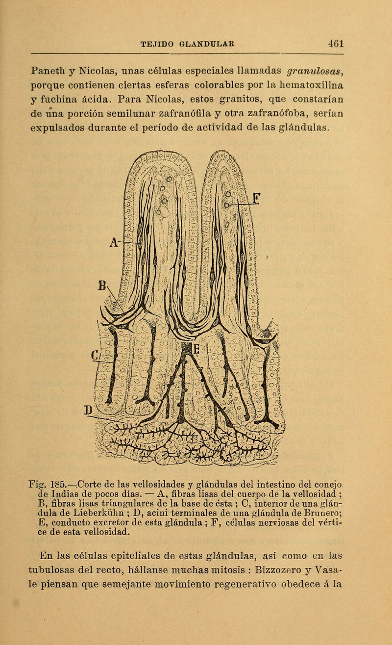 Paneth y Nicolás, unas células especiales llamadas granulosas, porque contienen ciertas esferas colorables por la hematoxilina y fuchina acida. Para Nicolás, estos granitos, que constarían de una porción semilunar zafranóflla y otra zafranófoba, serían expulsados durante el período de actividad de las glándulas. Pig. 185.—;Corte de las Tellosidades y glándulas del intestino del conejo de Indias de pocos días. — A, fibras lisas del cuerpo de la vellosidad ; B, fibras lisas triangulares de la base de ésta ; C, interior de una glán- dula de Lieberkühn ; D, acini terminales de una glándula de Brunero; E, conducto excretor de esta glándula ; F, células nerviosas del vérti- ce de esta vellosidad. En las células epiteliales de estas glándulas, así como en las tubulosas del recto, hállanse muchas mitosis : Bizzozero y Vasa- le piensan que semejante movimiento regenerativo obedece á la