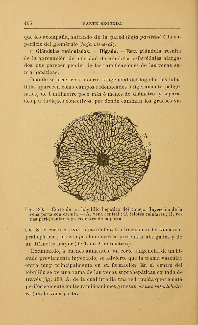 que los acompaña, saltando de la pared (hoja parietal) á la su- perficie del glomérulo (hoja visceral). e) Glándulas reticulatlas. — Hígado. — Esta glándula resulta de la agregación de infinidad de lobulillos esferoidales alarga- dos, que parecen pender de las ramificaciones de las venas su- pra-hepáticas. Cuando se practica un corte tangencial del hígado, los lobu- lillos aparecen como campos redondeados ó ligeramente poligo- nales, de 1 milímetro poco más ó menos de diámetro, y separa- dos por tabiques conectivos, por donde caminan los gruesos va- Fig. 188. — Corte de un lobulillo hepático del conejo. Inyección de la vena porta con carmín.—A, vena central ; C, islotes celulares; B, ve- nas peri-lobulares procedentes de la porta. sos. Si el corte es axial ó paralelo á la dirección de las venas su- prahepáticas, los campos lobulares se presentan alargados y de Tin diámetro mayor (de 1,5 á 2 milímetros). Examinado, á buenos aumentos, un corte tangencial de un hí- gado previamente inyectado, se advierte que la trama vascular entra muy principalmente en su formación. En el centro del lobulillo se ve una rama de las venas suprahepáticas cortada de través (fig. 188, A) de la cual irradia una red tupida que remata periféricamente en las ramificaciones gruesas [venas interlobula- res) de la vena porta.