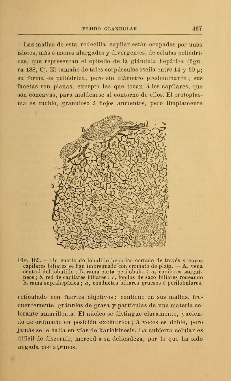 Las mallas de esta redecilla capilar están ocupadas por unos islotes, más 6 menos alargados y divergentes, de células poliédri- cas, que representan el epitelio de la glándula hepática (figu- ra 188, C). El tamaño de tales corpúsculos oscila entre 14 y 30 {x; su forma es poliédrica, pero sin diámetro predominante ; sus facetas son planas, excepto las que tocan á los capilares, que son cóncavas, para moldearse al contorno de ellos. El protoplas- ma es turbio, granuloso á flojos aumentos, pero limpiamente Fig. 189. — Ua cuarto de lobulillo hepático cortado de través y cuyos capilares biliares se han impregnado con cromato de plata. — A, vena central del lobulillo ; B, rama porta perilobular ; a, capilares sanguí- neos ; b, red de capilares biliares ; c, fondos de saco biliares rodeando la rama suprahepática ; d, conductos biliares gruesos ó perilobulares. reticulado con fuertes objetivos ; contiene en sus mallas, fre- cuentemente, granulos de grasa y partículas de una materia co- lorante amarillenta. El núcleo se distingue claramente, yacien- do de ordinario en posición excéntrica •, á veces es doble, pero jamás se le halla en vías de kariokinesis. La cubierta celular es difícil de discernir, merced á su delicadeza, por lo que ha sido negada por algunos.