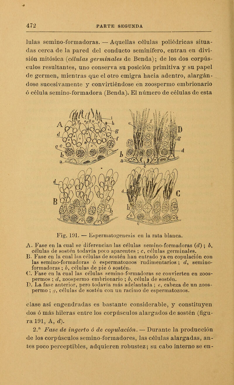 lulas semino-formadoras. — Aquellas células poliédricas situa- das cerca de la pared del conducto seminífero, entran en divi- sión mitósica (células germinales de Benda); de los dos corpús- culos resultantes, uno conserva su posición primitiva y su papel de germen, mientras que el otro emigra hacia adentro, alargán- dose sucesivamente y convirtiéndose en zoospermo embrionario ó célula semino-formadora (Benda). El número de células de esta Fig. 191. — Espermatogénesis en la rata blanca. A. Fase en la cual se diferencian las células semino-formadoras (d) ; b, células de sostén todavía poco aparentes ; c, célnlas germinales. i>. Fase en la cnal las células de sostén han entrado ya en copulación con las semino-formadoras ó espermatozoos rudimentarios ; d, semino- formadoras ; ¿, células de pie ó sostén. i). Fase en la cual las células semino-formadoras se convierten en zoos- permos ; d, zoospermo embrionario ; b, célula de sostén. J). La fase anterior, pero todavía más adelantada ; e, cabeza de un zoos- permo ; //, células de sostén con un racimo de espermatozoos. clase así engendradas es bastante considerable, y constituyen dos ó más hileras entre los corpúsculos alargados de sostén (figu- ra 191, A, d). 2.^ Fase de ingerto ó de copulación. — Durante la producción de los corpúsculos semino-formadores, las células alargadas, an- tes poco perceptibles, adquieren robustez; su cabo interno se en-