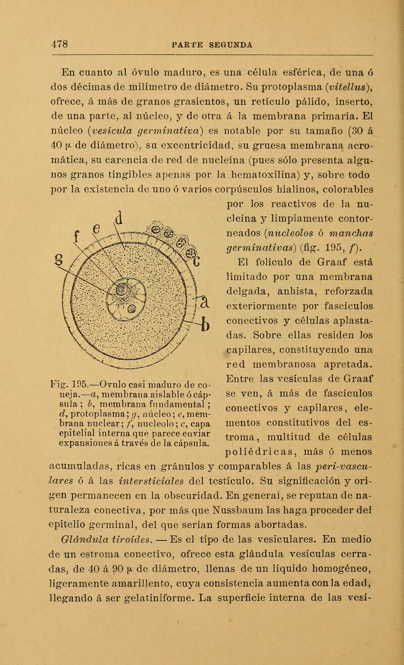 En cuanto al óvulo maduro, es una célula esférica, de una ó dos décimas de milímetro de diámetro. Su protoplasma (vitellus), ofrece, á más de granos grasicntos, un retículo pálido, inserto, de una parte, al núcleo, y de otra á la membrana primaria. El núcleo (vesícula germinativa) es notable por su tamaño (30 á 40 [J- de diámetro), su excentricidad, su gruesa membrana, acro- mática, su carencia de red de nucleína (pues sólo presenta algu- nos granos tingibles apenas por la hematoxilina) y, sobre todo por la existencia de uno ó varios corpúsculos hialinos, colorables por los reactivos de la nu- cleína y limpiamente contor- neados {nucléolos ó manchas germinativas) (fig. 195, /). El folículo de Graaf está limitado por una membrana delgada, anhista, reforzada exteriormente por fascículos conectivos y células aplasta- das. Sobre ellas residen los capilares, constituyendo una red membranosa apretada. Entre las vesículas de Graaf se ven, á más de fascículos conectivos y capilares, ele- mentos constitutivos del es- troma, multitud de células poliédricas, más ó menos acumuladas, ricas en granulos y comparables á las peri-vascu- lares ó á las intersticiales del testículo. Su significación y ori- gen permanecen en la obscuridad. En general, se reputan de na- turaleza conectiva, por más que Nussbaum las haga proceder del epitelio germinal, del que serían formas abortadas. Glándula tiroides. —Es el tipo de las vesiculares. En medio de nn estroma conectivo, ofrece esta glándula vesículas cerra- das, de 40 á 90 [A de diámetro, llenas de un líquido homogéneo, ligeramente amarillento, cuya consistencia aumenta con la edad, llegando á ser gelatiniforme. La superficie interna de las vesí- Fig. 195.—Ov^ulo casi maduro de co- neja.—a, membrana aislable ó cáp- sula ; ¿>, membrana fundamental; <?, protoplasma; ¡7, núcleo; e, mem- brana nuclear; f, nucléolo; c, capa epitelial interna que parece enviar expansiones á través de la cápsula.