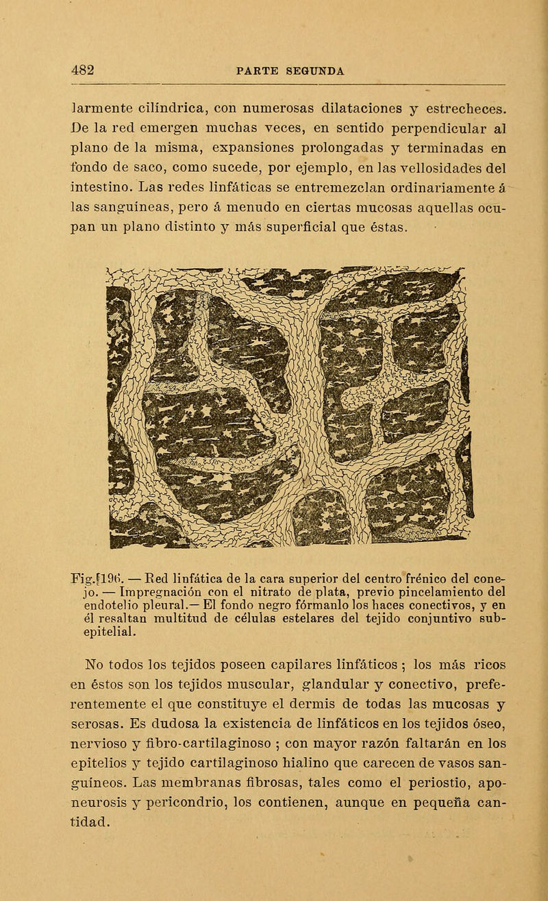 lamiente cilindrica, con numerosas dilataciones y estrecheces. De la red emergen muchas veces, en sentido perpendicular al plano de la misma, expansiones prolongadas y terminadas en fondo de saco, como sucede, por ejemplo, en las vellosidades del intestino. Las redes linfáticas se entremezclan ordinariamente á las sanguíneas, pero á menudo en ciertas mucosas aquellas ocu- pan un plano distinto y más superficial que éstas. Fig.fl9(:>. —Red linfática de la cara superior del centro frénico del cone- jo.— Impregnación con el nitrato de plata, previo pincelamiento del endotelio pleural.— El fondo negro fórmanlo los haces conectivos, y en él resaltan multitud de células estelares del tejido conjuntivo sub- epitelial. No todos los tejidos poseen capilares linfáticos ; los más ricos en éstos son los tejidos muscular, glandular y conectivo, prefe- rentemente el que constituye el dermis de todas las mucosas y serosas. Es dudosa la existencia de linfáticos en los tejidos óseo, nervioso y flbro-cartilaginoso ; con mayor razón faltarán en los epitelios y tejido cartilaginoso hialino que carecen de vasos san- guíneos. Las membranas fibrosas, tales como el periostio, apo- neurosis y pericondrio, los contienen, aunque en pequeña can- tidad.