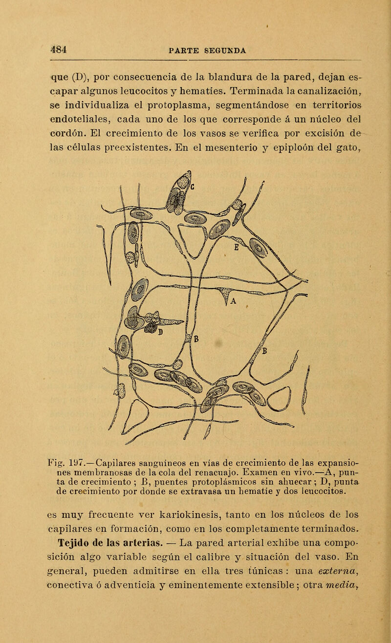 que (D), por consecuencia de Ja blandura de la pared, dejan es- capar algunos leucocitos y hematíes. Terminada la canalización, se individualiza el protoplasma, segmentándose en territorios endoteliales, cada uno de los que corresponde á un núcleo del cordón. El crecimiento de los vasos se verifica por excisión de las células preexistentes. En el mesenterio y epiploón del gato, Fig. 197.—Capilares sanguíneos en vías de crecimiento de las expansio- nes membranosas de la cola del renacuajo. Examen en vivo.—A, pun- ta de crecimiento ; B, puentes protoplásmicos sin ahuecar; D, punta de crecimiento por donde se extravasa un hematíe y dos leucocitos. es muy frecuente ver kariokinesis, tanto en los núcleos de los capilares en formación, como en los completamente terminados. Tejido de las arterias. — La pared arterial exhibe una compo- sición algo variable según el calibre y situación del vaso. En general, pueden admitirse en ella tres túnicas : una externa, conectiva ó adventicia y eminentemente exteíisible; otra media^