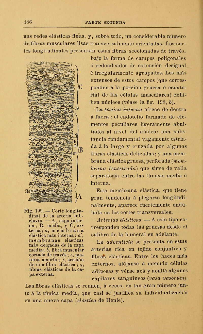 ñas redes elásticas finas, y, sobre todo, un considerable número de fibras musculares lisas transversalmente orientadas. Los cor- tes longitudinales presentan estas fibras seccionadas de través, bajo la forma de campos poligonales ó redondeados de extensión desigual é irregularmente agrupados. Los más extensos de estos campos (que corres- ponden á la porción gruesa ó ecuato- rial de las células musculares) exhi- ben núcleos (véase la fig. 198, &). La túnica interna ofrece de dentro á fuera : el endotelio formado de ele- mentos peculiares ligeramente abul- tados al nivel del núcleo; una subs- tancia fundamental vagamente estria- da á lo largo y cruzada por algunas fibras elásticas delicadas; y una mem- brana elástica gruesa, perforada {meon- brana fenestrada) que sirve de valla separatoria entre las túnicas media é interna. Esta membrana elástica, que tiene gran tendencia á plegarse longitudi- nalmente, aparece fuertemente ondu- lada en los cortes transversales. Arterias elásticas. — A este tipo co- rresponden todas las gruesas desde eí calibre de la humeral en adelante. La adventicia se presenta en estas arterias rica en tejido conjuntivo y fibra% elásticas. Entre los haces má& externos, alójanse á menudo células adiposas y vénse acá y acullá algunos capilares sanguíneos {vasa vasorum). Las fibras elásticas se reúnen, á veces, en tan gran número jun- to á la túnica media, que casi se justifica su individualización en una nueva capa {elástica de Henle). Fig. 199. — Corte longitu- dinal de la arteria sub- clavia.— A, capa inter- na ; B, media, y C, ex- terna ; a, membrana eláHticamás interna; a, membranas elásticas más delgadas de la capa media; ¿, fibra muscular cortada de través; e, ma- teria amorfa; /, sección de una fibra elástica ; g, fibras elásticas de la ca- pa externa.