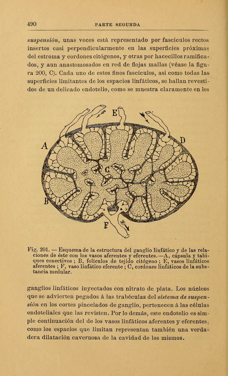 suspensión, unas veces está representado por fascículos rectos insertos casi perpendicularmente en las superficies próximas del estroma y cordones citógenos, y otras por hacecillos ramifica- dos, y aun anastomosados en red de flojas mallas (véase la figu- ra 200, C). Cada uno de estos finos fascículos, así como todas las superficies limitantes de los espacios linfáticos, se hallan revesti- dos de un delicado endotelio, como se muestra claramente en los Fig. 201. — Esquema de la estructura del ganglio linfático y de las rela- ciones de éste con los vasos aferentes y eferentes.—A, cápsula y tabi- ques conectivos ; B, folículos de tejido citógeno ; E, vasos linfáticos aferentes ; F, vaso linfático eferente ; C, cordones linfáticos de la subs- tancia medular. ganglios linfáticos inyectados con nitrato de plata. Los núcleos que se advierten pegados á las trabéculas del sistema de suspen- sión en los cortes pincelados de ganglio, pertenecen á las células endoteliales que las revisten. Por lo demás, este endotelio es sim- ple continuación del de los vasos linfáticos aferentes y eferentes, como los espacios que limitan representan también una verda- dera dilatación cavernosa de la cavidad de los mismos.