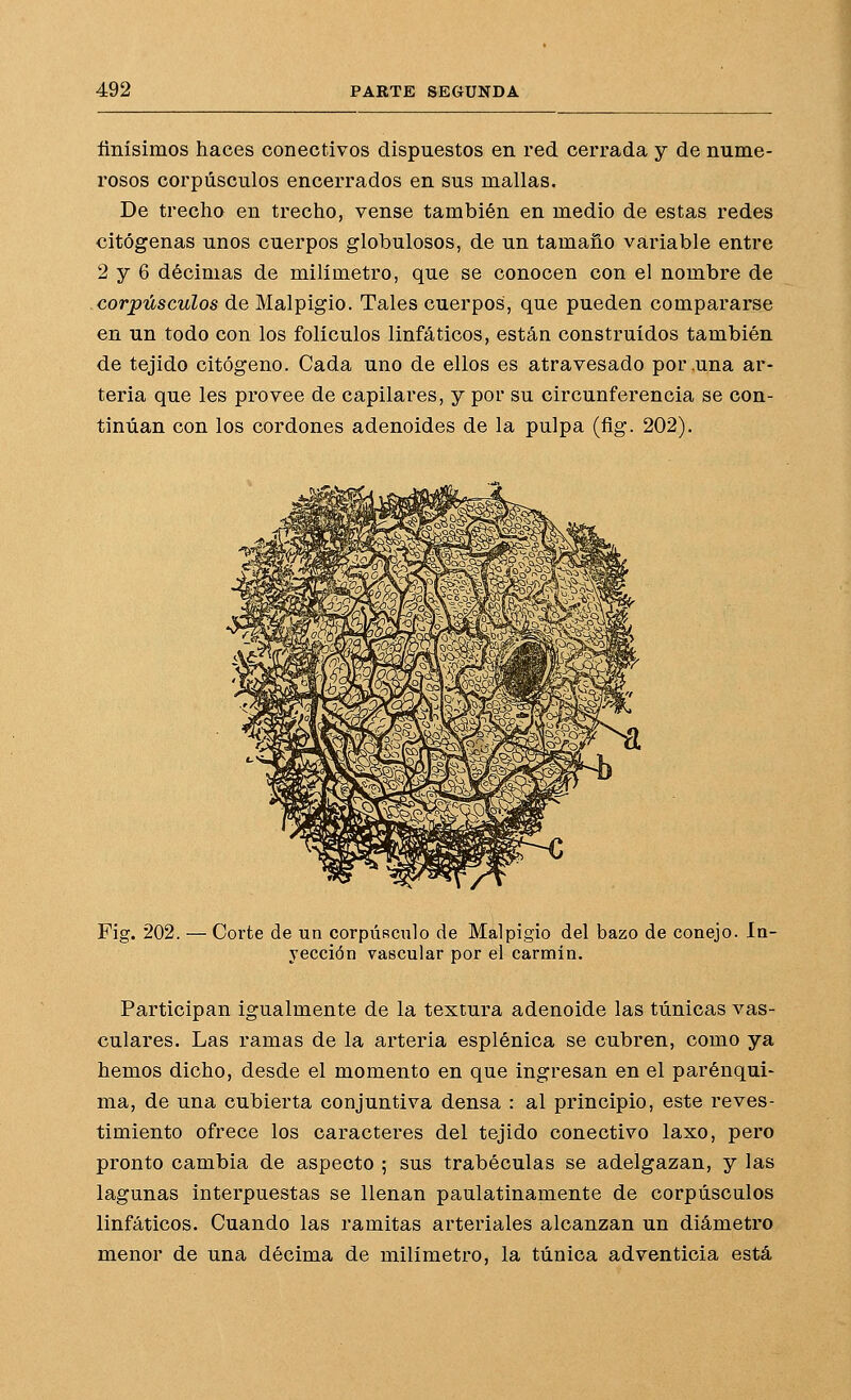 flnísimos haces conectivos dispuestos en red cerrada y de nume- rosos corpúsculos encerrados en sus mallas. De trecho en trecho, vense también en medio de estas redes citógenas unos cuerpos globulosos, de un tamaño variable entre 2 y 6 décimas de milímetro, que se conocen con el nombre de corpúsculos de Malpigio. Tales cuerpos, que pueden compararse en un todo con los folículos linfáticos, están construidos también de tejido citógeno. Cada uno de ellos es atravesado por una ar- teria que les provee de capilares, y por su circunferencia se con- tinúan con los cordones adenoides de la pulpa (fig. 202). Fig. 202. — Corte de un corpÚRcnlo de Malpigio del bazo de conejo. In- yección vascular por el carmín. Participan igualmente de la textura adenoide las túnicas vas- culares. Las ramas de la arteria esplénica se cubren, como ya hemos dicho, desde el momento en que ingresan en el parénqui- ma, de una cubierta conjuntiva densa : al principio, este reves- timiento ofrece los caracteres del tejido conectivo laxo, pero pronto cambia de aspecto ; sus trabéculas se adelgazan, y las lagunas interpuestas se llenan paulatinamente de corpúsculos linfáticos. Cuando las ramitas arteriales alcanzan un diámetro menor de una décima de milímetro, la túnica adventicia está