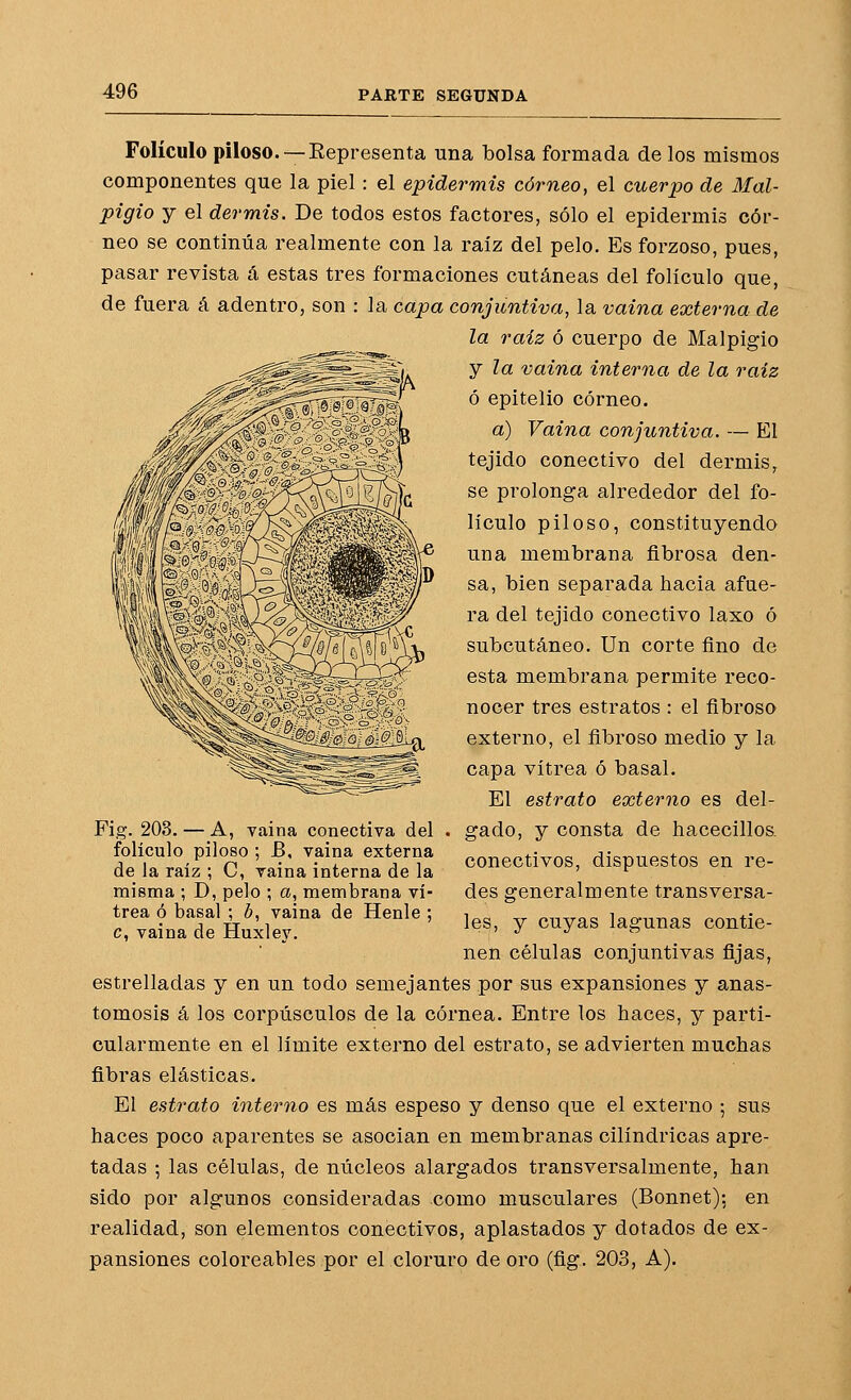 Folículo piloso. —Eepresenta una bolsa formada de los mismos componentes que la piel: el epidermis córneo, el cuerpo de Mal- pigio y el dermis. De todos estos factores, sólo el epidermis cór- neo se continúa realmente con la raíz del pelo. Es forzoso, pues, pasar revista á estas tres formaciones cutáneas del folículo que, de fuera á adentro, son : la capa conjuntiva, la vaina externa de la raíz ó cuerpo de Malpigio y la vaina interna de la raíz ó epitelio córneo. a) Vaina conjuntiva. — El tejido conectivo del dermis, se prolonga alrededor del fo- lículo piloso, constituyendo una membrana fibrosa den- sa, bien separada hacia afue- ra del tejido conectivo laxo ó subcutáneo. Un corte fino de esta membrana permite reco- nocer tres estratos : el fibroso externo, el fibroso medio y la capa vitrea ó basal. El estrato externo es del- gado, y consta de hacecillos- conectivos, dispuestos en re- des generalmente transversa- les, y cuyas lagunas contie- nen células conjuntivas fijas, estrelladas y en un todo semejantes por sus expansiones y anas- tomosis á los corpúsculos de la córnea. Entre los haces, y parti- cularmente en el límite externo del estrato, se advierten muchas fibras elásticas. El estrato interno es más espeso y denso que el externo ; sus haces poco aparentes se asocian en membranas cilindricas apre- tadas ; las células, de núcleos alargados transversalmente, han sido por algunos consideradas como musculares (Bonnet); en realidad, son elementos conectivos, aplastados y dotados de ex- pansiones coloreables por el cloruro de oro (fig. 203, A). Fig. 203. — A, vaina conectiva del folículo piloso ; B, vaina externa de la raíz ; C, vaina interna de la misma ; D, pelo ; a, membrana vi- trea ó basal ; ¿, vaina de Henle ; c, vaina de Huxley.