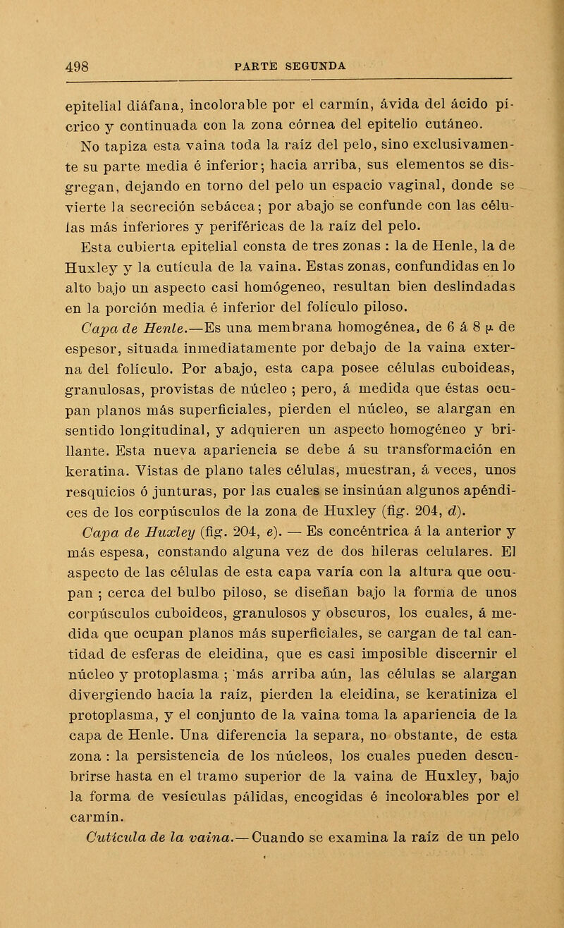 epitelial diáfana, incolorable por el carmín, ávida del ácido pí- crico y continuada con la zona córnea del epitelio cutáneo. No tapiza esta vaina toda la raíz del pelo, sino exclusivamen- te su parte media é inferior; hacia arriba, sus elementos se dis- gregan, dejando en torno del pelo un espacio vaginal, donde se vierte la secreción sebácea; por abajo se confunde con las célu- las más inferiores y periféricas de la raíz del pelo. Esta cubierta epitelial consta de tres zonas : la de Henle, la de Huxley y la cutícula de la vaina. Estas zonas, confundidas en lo alto bajo un aspecto casi homogéneo, resultan bien deslindadas en la porción media é inferior del folículo piloso. Capa de Henle.—^ñ una membrana homogénea, de 6 á 8 [x de espesor, situada inmediatamente por debajo de la vaina exter- na del folículo. Por abajo, esta capa posee células cuboideas, granulosas, provistas de núcleo ; pero, á medida que éstas ocu- pan planos más superficiales, pierden el núcleo, se alargan en sentido longitudinal, y adquieren un aspecto homogéneo y bri- llante. Esta nueva apariencia se debe á su transformación en keratina. Vistas de plano tales células, muestran, á veces, unos resquicios ó junturas, por las cuales se insinúan algunos apéndi- ces de los corpúsculos de la zona de Huxley (fig. 204, d). Capa de Huxley (fig. 204, e). — Es concéntrica á la anterior y más espesa, constando alguna vez de dos hileras celulares. El aspecto de las células de esta capa varía con la altura que ocu- pan ; cerca del bulbo piloso, se diseñan bajo la forma de unos corpúsculos cuboideos, granulosos y obscuros, los cuales, á me- dida que ocupan planos más superficiales, se cargan de tal can- tidad de esferas de eleidina, que es casi imposible discernir el núcleo y protoplasma ; más arriba aún, las células se alargan divergiendo hacia la raíz, pierden la eleidina, se keratiniza el protoplasma, y el conjunto de la vaina toma la apariencia de la capa de Henle. Una diferencia la separa, no obstante, de esta zona : la persistencia de los núcleos, los cuales pueden descu- brirse hasta en el tramo superior de la vaina de Huxley, bajo la forma de vesículas pálidas, encogidas é incolorables por el carmín. Cutícula de la vaina.— Cuando se examina la raíz de un pelo