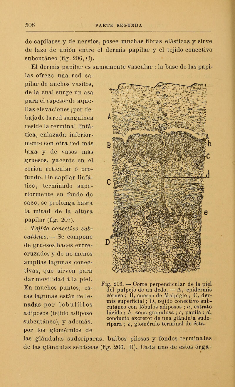 de capilares y de nervios, posee muchas fibras elásticas y sirve de lazo de unión entre el dermis papilar y el tejido conectivo subcutáneo (fig. 206, 0). El dermis papilar es sumamente vascular : la base de las papi- las ofrece una red ca- pilar de anchos vasitos, de la cual surge un asa para el espesor de aque- llas elevaciones; por de- bajo de la red sanguínea reside la terminal linfá- tica, enlazada inferior- mente con otra red más laxa y de vasos más gruesos, yacente en el corion reticular ó pro- fundo. Un capilar linfá- tico, terminado supe- riormente en fondo de saco, se prolonga hasta la mitad de la altura papilar (fig. 207). Tejido conectivo sub- cutáneo. — Se compone de gruesos haces entre- cruzados y de no menos amplias lagunas conec- tivas, que sirven para dar movilidad á la piel. En muchos puntos, es- tas lagunas están relle- nadas por lobulillos adiposos (tejido adiposo subcutáneo), y además, por los glomérulos de las glándulas sudoríparas, bulbos pilosos y fondos terminales de las glándulas sebáceas (fig. 206, D). Cada uno de estos órga- Fig. 206. — Corte perpendicular de la piel del pulpejo de un dedo. — A, epidermis córneo ; B, cuerpo de Malpigio ; C, der- mis superficial ; D, tejido conectivo sub- cutáneo con lóbulos adiposos •, a, estrato lúcido ; b, zona granulosa ; c, papila ; d, conducto excretor de una glándula sudo- rípara ; e, glomérulo terminal de ésta.