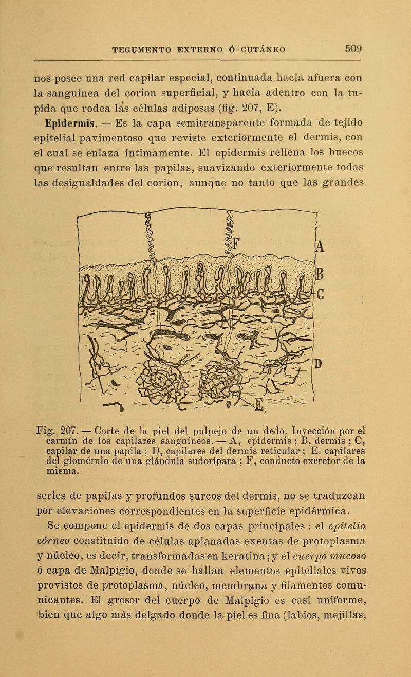 nos posee una red capilar especial, continuada hacia afuera con la sanguínea del corion superficial, y hacia adentro con la tu- pida que rodea las células adiposas (fig. 207, E). Epidermis. — Es la capa semitransparente formada de tejido epitelial pavimentoso que reviste exteriormente el dermis, con el cual se enlaza íntimamente. El epidermis rellena los huecos que resultan entre las papilas, suavizando exteriormente todas las desigualdades del corion, aunque no tanto que las grandes Fig. 207. — Corte de la piel del pulpejo de un dedo. Inyección por el carmín de los capilares sanguíneos. —A, epidermis ; B, dermis ; C, capilar de una papila ; D, capilares del dermis reticular ; E, capilares del glomérulo de una glándula sudorípara ; F, conducto excretor de la misma. series de papilas y profundos surcos del dermis, no se traduzcan por elevaciones correspondientes en la superficie epidérmica. Se compone el epidermis de dos capas principales : el epitelio córneo constituido de células aplanadas exentas de protoplasma y núcleo, es decir, transformadas en keratina; y el cuerpo mucoso ó capa de Malpigio, donde se hallan elementos epiteliales vivos provistos de protoplasma, núcleo, membrana y filamentos comu- nicantes. El grosor del cuerpo de Malpigio es casi uniforme, bien que algo más delgado donde la piel es fina (labios, mejillas,