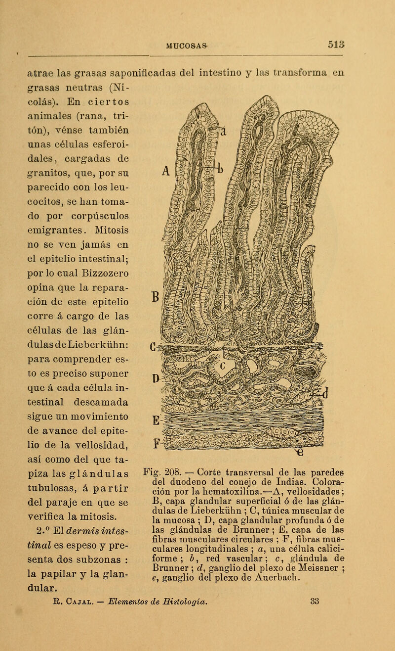 atrae las grasas saponificadas del intestino y las transforma en grasas neutras (Ni- colás). En ciertos animales (rana, tri- tón), vénse también unas células esferoi- dales , cargadas de granitos, que, por su parecido con los leu- cocitos, se han toma- do por corpúsculos emigrantes. Mitosis no se ven jamás en el epitelio intestinal; por lo cual Bizzozero opina que la repara- ción de este epitelio corre á cargo de las células de las glán- dulas de Lieberkühn: para comprender es- to es preciso suponer que á cada célula in- testinal descamada sigue un movimiento de avance del epite- lio de la vellosidad, así como del que ta- piza las glándulas tubulosas, á partir del paraje en que se verifica la mitosis. 2.° El dermis intes- tinal es espeso y pre- senta dos subzonas : la papilar y la glan- dular. Fig, 208. — Corte transversal de las paredes del duodeno del conejo de Indias. Colora- ción por la hematoxilina.—A, vellosidades; B, capa glandular superficial ó de las glán- dulas de Lieberkühn ; C, túnica muscular de la mucosa ; D, capa glandular profunda ó de las glándulas de Brunner; E, capa de las fibras musculares circulares ; F, fibras mus- culares longitudinales ; a, una célula calici- forme ; ¿», red vascular; c, glándula de Brunner ; c¿, ganglio del plexo de Meissner ; e, ganglio del plexo de Auerbach. R. Cajal. — Elementos de Histología, 33