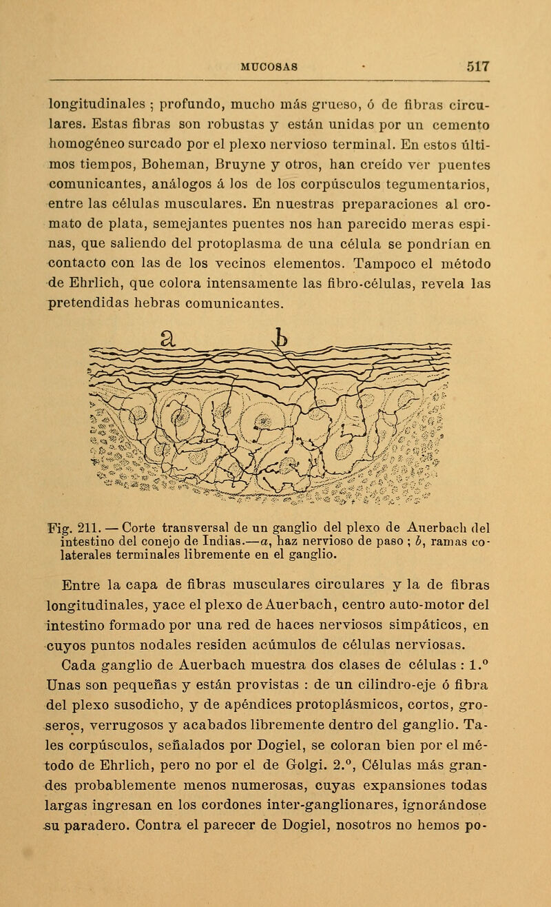 longitudinales ; profundo, mucho más grueso, ó de fibras circu- lares. Estas fibras son robustas y están unidas por un cemento homogéneo surcado por el plexo nervioso terminal. En estos últi- mos tiempos, Boheman, Bruyne y otros, han creído ver puentes comunicantes, análogos á los de los corpúsculos tegumentarios, entre las células musculares. En nuestras preparaciones al cro- mato de plata, semejantes puentes nos han parecido meras espi- nas, que saliendo del protoplasma de una célula se pondrían en contacto con las de los vecinos elementos. Tampoco el método de Ehrlich, que colora intensamente las fibro-células, revela las pretendidas hebras comunicantes. -^^''^^j'jytfioí.tv.W'V^- Fig. 211. — Corte transversal de un ganglio del plexo de Auerbach del intestino del conejo de Indias.—a, haz nervioso de paso ; ¿, ramas co- laterales terminales libremente en el ganglio. Entre la capa de fibras musculares circulares y la de fibras longitudinales, yace el plexo de Auerbach, centro auto-motor del intestino formado por una red de haces nerviosos simpáticos, en cuyos puntos nodales residen acumules de células nerviosas. Cada ganglio de Auerbach muestra dos clases de células : 1.** Unas son pequeñas y están provistas : de un cilindro-eje ó fibra del plexo susodicho, y de apéndices protoplásmicos, cortos, gro- seros, verrugosos y acabados libremente dentro del ganglio. Ta- les corpúsculos, señalados por Dogiel, se coloran bien por el mé- todo de Ehrlich, pero no por el de Golgi. 2.°, Células más gran- des probablemente menos numerosas, cuyas expansiones todas largas ingresan en los cordones inter-ganglionares, ignorándose -SU paradero. Contra el parecer de Dogiel, nosotros no hemos po-