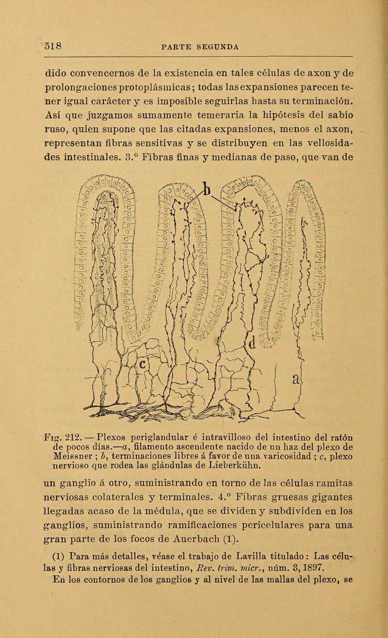 dido convencernos de la existencia en tales células de axon y de prolongaciones protoplásmicas; todas las expansiones parecen te- ner igual carácter y es imposible seguirlas hasta su terminación. Así que juzgamos sumamente temeraria la hipótesis del sabio ruso, quien supone que las citadas expansiones, menos el axon, representan fibras sensitivas y se distribuyen en las vellosida- des intestinales. 3.^ Fibras finas y medianas de paso, que van de Fig. 212. — Plexos periglandiilar é intravilloso del intestino del ratón de pocos días.—a, filamento ascendente nacido de un haz del plexo de Meissner ; b, terminaciones libres á favor de una varicosidad ; c, plexo nervioso que rodea las glándulas de Lieberkühn. un ganglio á otro, suministrando en torno de las células ramitas nerviosas colaterales y terminales. 4.° Fibras gruesas gigantes llegadas acaso de la médula, que se dividen y subdividen en los ganglios, suministrando ramificaciones pericelulares para una gran parte de los focos de Auerbach (1). (1) Para más detalles, véase el trabajo de Lavilla titulado : Las célu- las y fibras nerviosas del intestino, Bev. trim. viicr.^ núm. 3,1897. En los contornos de los ganglios y al nivel de las mallas del plexo, se