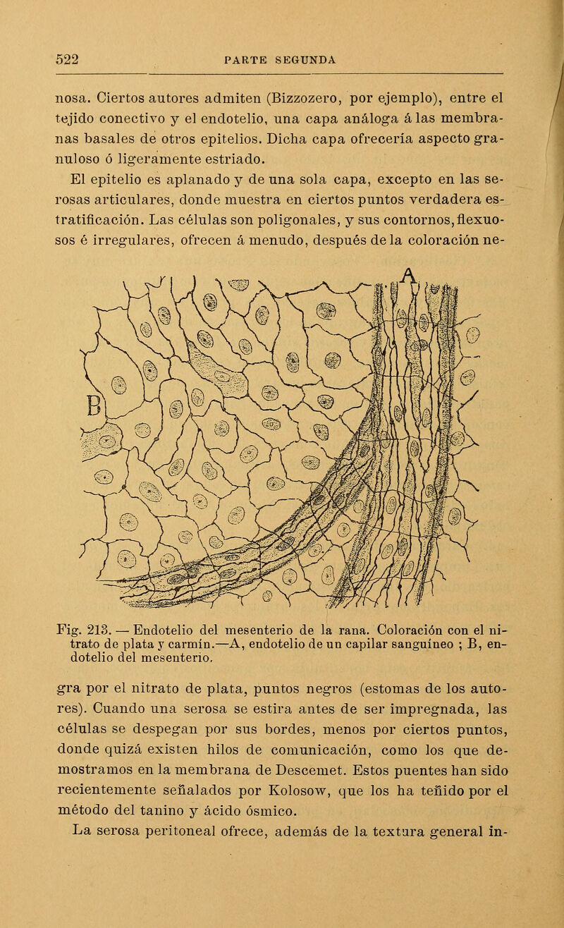 nosa. Ciertos autores admiten (Bizzozero, por ejemplo), entre el tejido conectivo y el endotelio, una capa análoga á las membra- nas básales de otros epitelios. Dicha capa ofrecería aspecto gra- nuloso ó ligeramente estriado. El epitelio es aplanado y de una sola capa, excepto en las se- rosas articulares, donde muestra en ciertos puntos verdadera es- tratificación. Las células son poligonales, y sus contornos, flexuo- sos é irregulares, ofrecen á menudo, después déla coloraciónne- Fig. 213. — Endotelio del mesenterio de la rana. Coloración con el ni- trato de plata y carmín.—A, endotelio de un capilar sanguíneo ; B, en- dotelio del mesenterio. gra por el nitrato de plata, puntos negros (estomas de los auto- res). Cuando una serosa se estira antes de ser impregnada, las células se despegan por sus bordes, menos por ciertos puntos, donde quizá existen hilos de comunicación, como los que de- mostramos en la membrana de Descemet. Estos puentes han sido recientemente señalados por Kolosow, que los ha teñido por el método del tanino y ácido ósmico. La serosa peritoneal ofrece, además de la textura general in-