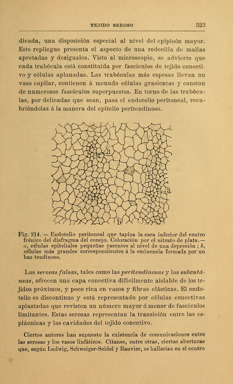 dicada, una disposición especial al nivel del epiploón mayor. Este repliegue presenta el aspecto de una redecilla de mallas apretadas y desiguales. Visto al microscopio, se advierte que cada trabéoula está constituida por fascículos de tejido conecti- vo y células aplanadas. Las trabéculas más espesas llevan un vaso capilar, contienen á menudo células grasicntas y constan de numerosos fascículos superpuestos. En torno de las trabécu- las, por delicadas que sean, pasa el endotelio peritoneal, recu- briéndolas á la manera del epitelio peritendinoso. Fig. 214. — Endotelio peritoneal que tapiza la cara inferior del centro frénico del diafragma del conejo. Coloración por el nitrato de plata,— «, células epiteliales pequeñas j'acentes al nivel de una depresión ; b, células más grandes corresponnientes á la eminencia formada por un haz tendinoso. Las serosas falsas, tales como la,speritendinosas y las subcutá- neas, ofrecen una capa conectiva difícilmente aislable de los te- jidos próximos, y poco rica en vasos y fibras elásticas. El endo- telio es discontinuo y está representado por células conectivas aplastadas que revisten un número mayor ó menor de fascículos limitantes. Estas serosas representan la transición entre las es- plácnicas y las cavidades del tejido conectivo. Ciertos autores han supuesto la existencia de comunicaciones entre las serosas y los vasos linfáticos. Cítanse, entre otras, ciertas aberturas que, según Ludwig, Schweiger-Seidel y Ranvier, se hallarían en el centro