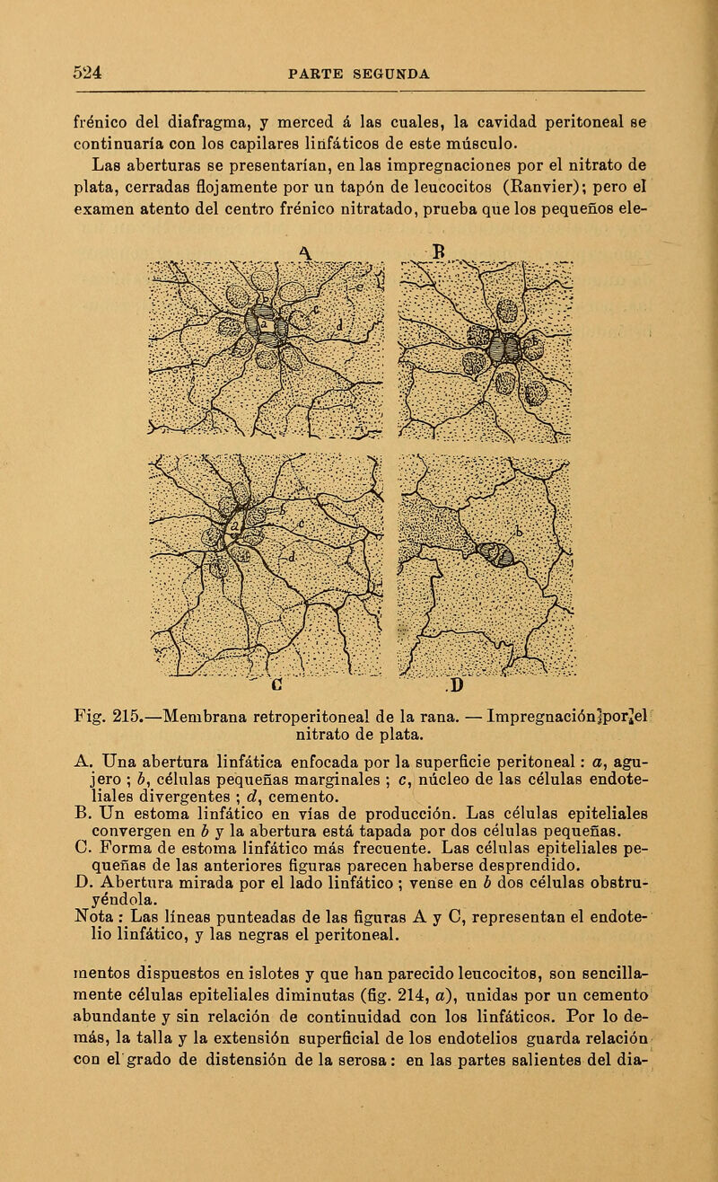 frénico del diafragma, y merced á las cuales, la cavidad peritoneal se continuarla con los capilares linfáticos de este músculo. Las aberturas se presentarían, en las impregnaciones por el nitrato de plata, cerradas flojamente por un tapón de leucocitos (Ranvier); pero el examen atento del centro frénico nitratado, prueba que los pequeños ele- Fig. 215.—Membrana retroperitoneal de la rana. —Impregnacióníporiel nitrato de plata. A. Una abertura linfática enfocada por la superficie peritoneal: a, agu- jero ; b, células pequeñas marginales ; c, núcleo de las células endote- liales divergentes ; d, cemento. B. Un estoma linfático en vías de producción. Las células epiteliales convergen en é y la abertura está tapada por dos células pequeñas. C. Forma de estoma linfático más frecuente. Las células epiteliales pe- queñas de las anteriores figuras parecen haberse desprendido. D. Abertura mirada por el lado linfático; vense en b dos células obstru- yéndola. Nota : Las líneas punteadas de las figuras A y C, representan el endote- lio linfático, y las negras el peritoneal. mentos dispuestos en islotes y que han parecido leucocitos, son sencilla- mente células epiteliales diminutas (fig. 214, a), unidas por un cemento abundante y sin relación de continuidad con los linfáticos. Por lo de- más, la talla y la extensión superficial de los endotelios guarda relación con ergrado de distensión de la serosa: en las partes salientes del dia-