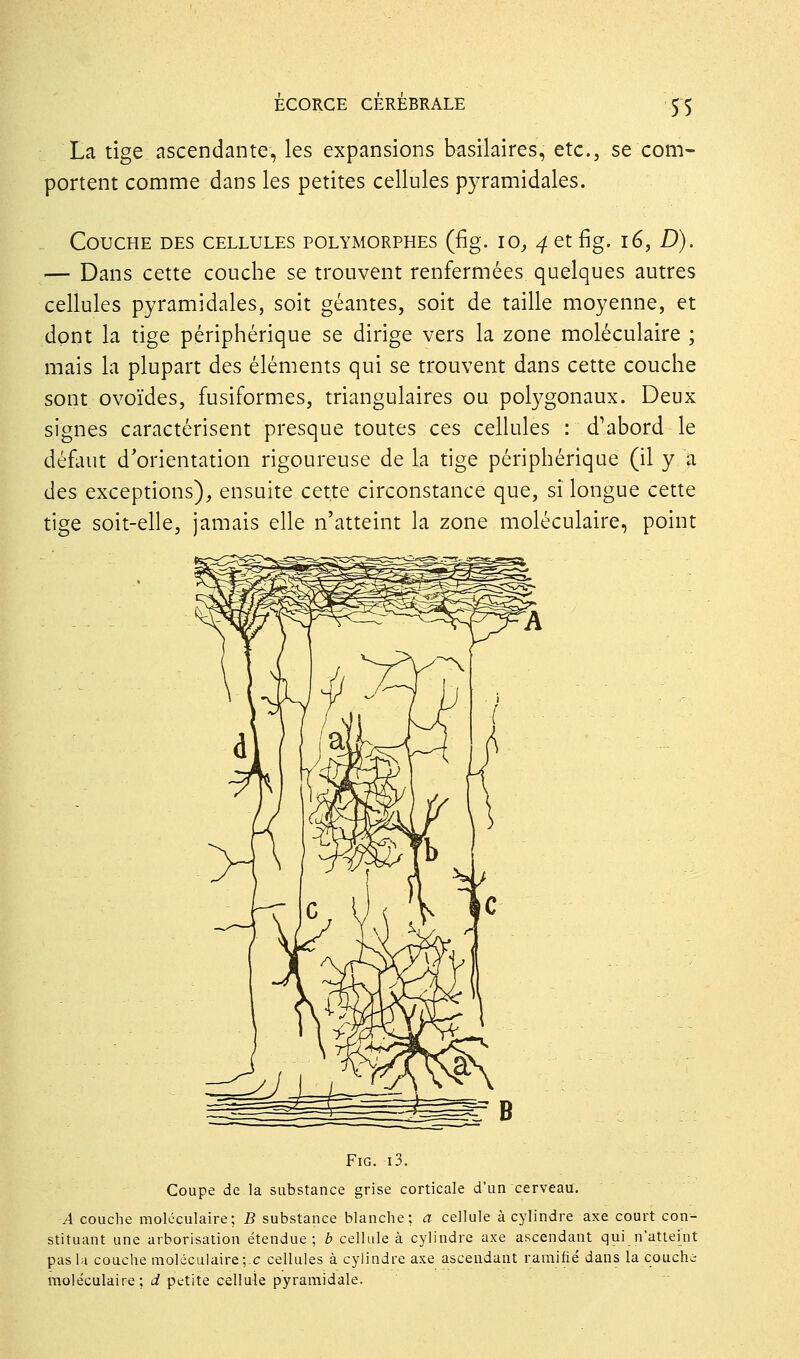 La tige ascendante, les expansions basilaires, etc., se com- portent comme dans les petites cellules pyramidales. Couche des cellules polymorphes (fig. lo, 4 et fig. 16, D). — Dans cette couche se trouvent renfermées quelques autres cellules pyramidales, soit géantes, soit de taille moyenne, et dont la tige périphérique se dirige vers la zone moléculaire ; mais la plupart des éléments qui se trouvent dans cette couche sont ovoïdes, fusiformes, triangulaires ou potygonaux. Deux signes caractérisent presque toutes ces cellules : d'abord le défaut d'orientation rigoureuse de la tige périphérique (il y > des exceptions), ensuite cette circonstance que, si longue cette tige soit-elle, jamais elle n'atteint la zone moléculaire, point Fig. i3. Coupe de la substance grise corticale d'un cerveau. A couche moléculaire; B substance blanche; a cellule à cylindre axe court con- stituant une arborisation étendue; b cellule à cylindre axe ascendant qui n'attehit pas la couche moléculaire ;,c cellules à cylindre axe ascendant ramifié dans la couche moléculaire; d petite cellule pyramidale.