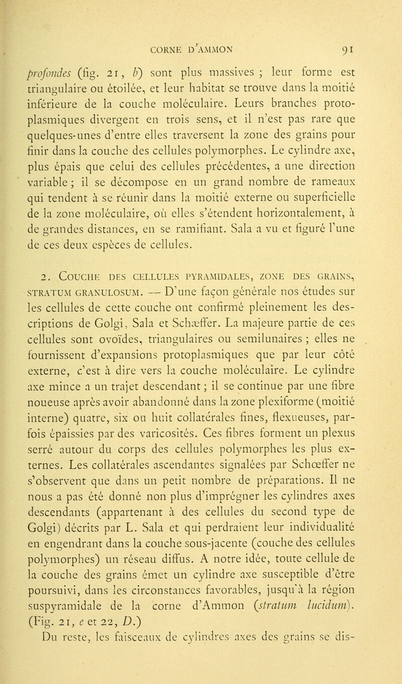profondes (fig. 2r, U) sont plus massives; leur forme est triangulaire ou étoilée, et leur habitat se trouve dans la moitié inférieure de la couche moléculaire. Leurs branches proto- plasmiques divergent en trois sens, et il n'est pas rare que quelques-unes d'entre elles traversent la zone des grains pour finir dans la couche des cellules polymorphes. Le cylindre axe, plus épais que celui des cellules précédentes, a une direction variable ; il se décompose en un grand nombre de rameaux qui tendent à se réunir dans la moitié externe ou superficielle de la zone moléculaire, où elles s'étendent horizontalement, à de grandes distances, en se ramifiant. Sala a vu et figuré Tune de ces deux espèces de cellules. 2. Couche des cellules pyramidales, zone des grains, STRATUM GRANULOSUM. — D'une façon générale nos études sur les cellules de cette couche ont confirmé pleinement les des- criptions de Golgi, Sala et Schiffer. La majeure partie de ces cellules sont ovoïdes, triangulaires ou semilunaires ; elles ne fournissent d'expansions protoplasmiques que par leur côté externe, c'est à dire vers la couche moléculaire. Le cylindre axe mince a un trajet descendant ; il se continue par une fibre noueuse après avoir abandonné dans la zone plexiforme (moitié interne) quatre, six ou huit collatérales fines, flexueuses, par- fois épaissies par des varicosités. Ces fibres forment un plexus serré autour du corps des cellules polymorphes les plus ex- ternes. Les collatérales ascendantes signalées par Schœfî'er ne s^observent que dans un petit nombre de préparations. Il ne nous a pas été donné non plus d'imprégner les cylindres axes descendants (appartenant à des cellules du second type de Golgi) décrits par L. Sala et qui perdraient leur individualité en engendrant dans la couche sous-jacente (couche des cellules polymorphes) un réseau difi'us. A notre idée, toute cellule de la couche des grains émet un cylindre axe susceptible d'être poursuivi, dans les circonstances favorables, jusqu'à la région suspyramidale de la corne d'Ammon (stratum lucidum). (Fig. 21, e et 22, D.') Du reste, les hiîsceaux de cylindres axes des grains se dis-