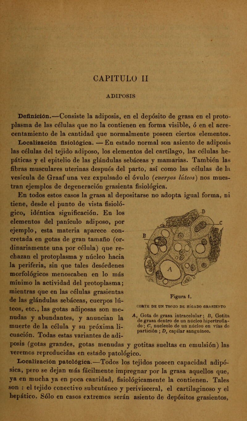 ADIPOSIS Defínición.—Consiste la adiposis, en el depósito de grasa en el proto- plasma de las células que no la contienen en forma visible, ó en el acre- centamiento de la cantidad que normalmente poseen ciertos elementos. Localización fisiológica. — En estado normal son asiento de adiposis las células del tejido adiposo, los elementos del cartílago, las células he- páticas y el epitelio de las glándulas sebáceas y mamarias. También las fibras musculares uterinas después del parto, así como las células de bi vesícula de Graaf una vez expulsado el óvulo {cuerpos lúteos) nos mues- tran ejemplos de degeneración grasicnta fisiológica. En todos estos casos la grasa al depositarse no adopta igual forma, ni tiene, desde el punto de vista fisioló- gico, idéntica significación. En los elementos del panículo adiposo, por ejemplo, esta materia aparece con- cretada en gotas de gran tamaño (or- dinariamente una por célula) que re- chazan el protoplasma y núcleo hacia la periferia, sin que tales desórdenes morfológicos menoscaben en lo más mínimo la actividad del protoplasma; mientras que en las células grasicntas de las glándulas sebáceas, cuerpos lú- teos, etc., las gotas adiposas son me- nudas y abundantes, y anuncian la muerte de la célula y su próxima li- cuación. Todas estas variantes de adi- posis (gotas grandes, gotas menudas y gotitas sueltas en emulsión) las veremos reproducidas en estado patológico. Iiocalización patológica.—Todos los tejidos poseen capacidad adipó- sica, pero se dejan más fácilmente impregnar por la grasa aquellos que, ya en mucha ya en poca cantidad, fisiológicamente la contienen. Tales son ; el tejido conectivo subcutáneo y perivisceral, el cartilaginoso y el hepático. Sólo en casos extremos serán asiento de depósitos grasicntos, Figura 1. CORTE DE UN TROZO DE HÍGADO GRASIENTO A, Gota de grasa intracelular; B, Gotita de grasa dentro de un núcleo hipertrofia- do ; (7, nucléolo de un núcleo en vías de partición ; D, capilar sanguíneo.