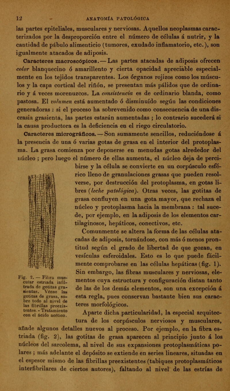 las partes epiteliales, musculares y nerviosas. Aquellos neoplasmas carac- terizados por la desproporción entre el número de células á nutrir, y la cantidad de pábulo alimenticio (tumores, exudado inflamatorio, etc.), son igualmente atacados de adiposis. Caracteres macroscópicos. — Las partes atacadas de adiposis ofrecen color blanquecino ó amarillento y cierta opacidad apreciable especial- mente en los tejidos transparentes. Los órganos rojizos como los múscu- los y la capa cortical del riñon, se presentan más pálidos que de ordina- rio y á veces morenuzcos. La consistencia es de ordinario blanda, como pastosa. El volumen está aumentado ó disminuido según las condiciones generadoras : si el proceso ha sobrevenido como consecuencia de una dis- crasia grasicnta, las partes estarán aumentadas ; lo contrario sucederá si la causa productora es la deficiencia en el riego circulatorio. Caracteres micrográflcos. — Son sumamente sencillos, reduciéndose á la presencia de una ó varias gotas de grasa en el interior del protoplas- ma. La grasa comienza por deponerse en menudas gotas alrededor del núcleo ; pero luego el número de ellas aumenta, el núcleo deja de perci- birse y la célula se convierte en un corpúsculo esfé- rico lleno de granulaciones grasas que pueden resol- verse, por destrucción del protoplasma, en gotas li- bres (leche patológica). Otras veces, las gotitas de grasa confluyen en una gota mayor, que rechaza el núcleo y protoplasma hacia la membrana : tal suce- de, por ejemplo, en la adiposis de los elementos car- tilaginosos, hepáticos, conectivos, etc. Comunmente se altera la forma de las células ata- cadas de adiposis, tornándose, con más ó menos pron- titud según el grado de libertad de que gozan, en vesículas esferoidales. Esto es lo que puede fácil- mente comprobarse en las células hepáticas (fig. I). Sin embargo, las fibras musculares y nerviosas, ele- mentos cuya estructura y configuración distan tanto de las de los demás elementos, son una excepción á esta regla, pues conservan bastante bien sus carac- teres morfológicos. Aparte dicha particularidad, la especial arquitec- tura de los corpúsculos nerviosos y musculares, añade algunos detalles nuevos al proceso. Por ejemplo, en la fibra es- triada (fig. 2), las gotitas de grasa aparecen al principio junto á los núcleos del sarcolema, al nivel de sus expansiones protoplasmáticas po- lares ; más adelante el depósito se extiende en series lineares, situadas en el espesor mismo de las fibrillas preexistentes (tabiques protoplasmáticos interfibrilares de ciertos autores), faltando al nivel de las estrías de il..A9:.r Fig. 2. — Fibra mus- cular estriada infil- trada de gotitas gra- sientas. Vénse las gotitas de grasa, so- bre todo al nivel de las fibrillas preexis- tentes. - Tratamiento con el ácido acético.