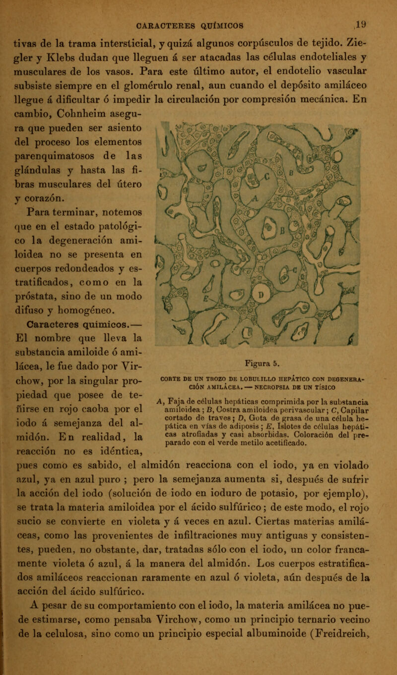 tivas de la trama intersticial, y quizá algunos corpúsculos de tejido. Zie- gler y Klebs dudan que lleguen á ser atacadas las células endoteliales y musculares de los vasos. Para este último autor, el endotelio vascular subsiste siempre en el glomérulo renal, aun cuando el depósito amiláceo llegue á dificultar ó impedir la circulación por compresión mecánica. En cambio, Cohnheim asegu- ra que pueden ser asiento del proceso los elementos parenquimatosos de las glándulas y hasta las fi- bras musculares del útero y corazón. Para terminar, notemos que en el estado patológi- co la degeneración ami- loidea no se presenta en cuerpos redondeados y es- tratificados, como en la próstata, sino de un modo difuso y homogéneo. Caracteres químicos.— El nombre que lleva la substancia amiloide ó ami- lácea, le fue dado por Vir- chow, por la singular pro- piedad que posee de te- ñirse en rojo caoba por el iodo á semejanza del al- midón. En realidad, la reacción no es idéntica, pues como es sabido, el almidón reacciona con el iodo, ya en violado azul, ya en azul puro ; pero la semejanza aumenta si, después de sufrir la acción del iodo (solución de iodo en ioduro de potasio, por ejemplo), se trata la materia amiloidea por el ácido sulfúrico; de este modo, el rojo sucio se convierte en violeta y á veces en azul. Ciertas materias amilá- ceas, como las provenientes de infiltraciones muy antiguas y consisten- tes, pueden, no obstante, dar, tratadas sólo con el iodo, un color franca- mente violeta ó azul, á la manera del almidón. Los cuerpos estratifica- dos amiláceos reaccionan raramente en azul ó violeta, aún después de la acción del ácido sulfúrico. A pesar de su comportamiento con el iodo, la materia amilácea no pue- de estimarse, como pensaba Virchow, como un principio ternario vecino de la celulosa, sino como un principio especial albuminoide (Freidreich, Figura 5. CORTE DE UN TROZO DE LOBULILLO HEPÁTICO CON DEGENERA- CIÓN AMILÁCEA. — NECROPSIA DE UN TÍSICO A, Faja de células hepáticas comprimida por la substancia amiloidea ; D, Costra amiloidea perivascular; C, Capilar cortado de través; D, Gota de grasa de una célula he- pática en vías de adiposis ; E, Islotes de células hepáti- cas atrofiadas y casi absorbidas. Coloración del pre- parado con el verde metilo acetificado.