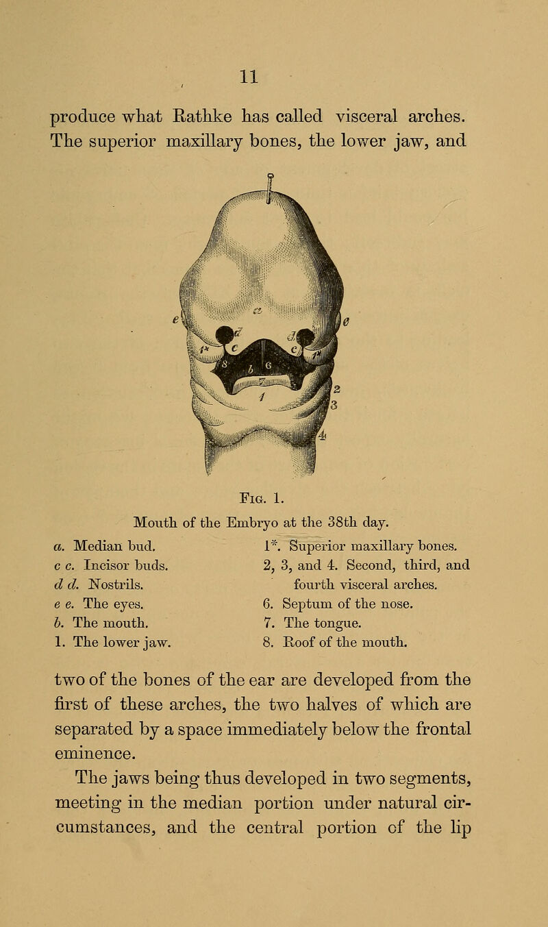 produce what Rathke lias called visceral arches. The superior maxillary bones, the lovfer jaw, and Fig. 1. Moutli of the Embryo at the 38th day. a. Median hud, 1*. Superior maxillary bones. c c. Incisor buds. 2, 3, and 4. Second, third, and d d. Nostrils. fourth visceral arches. e e. The eyes. 6. Septum of the nose. h. The mouth. 7. The tongue. 1. The lower jaw. 8. Roof of the mouth. two of the bones of the ear are developed from the first of these arches, the two halves of which are separated by a space immediately below the frontal eminence. The jaws being thus developed in two segments, meeting in the median portion under natural cir- cumstances, and the central portion of the lip