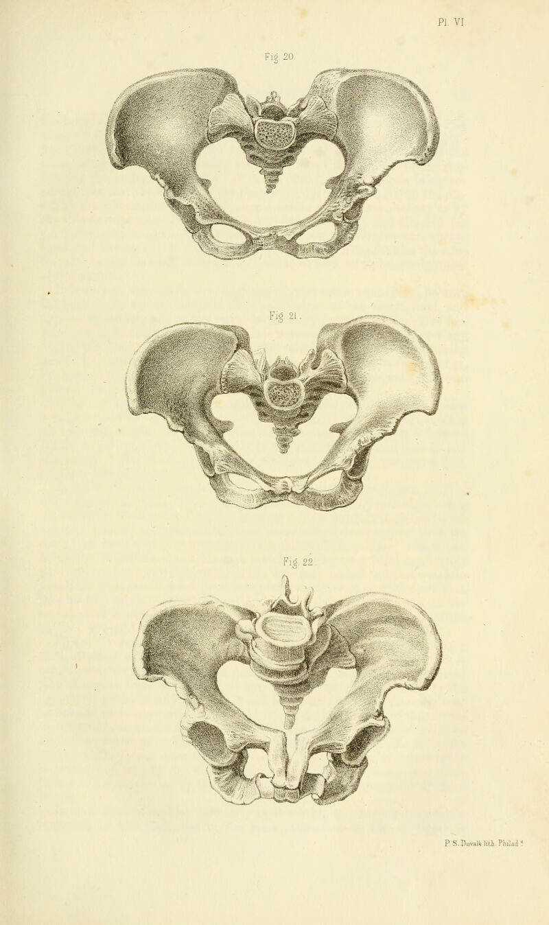PI. VI Fie. 20 ^■-r-^ ;'■ ^agglpS P.S.DuvalUitii