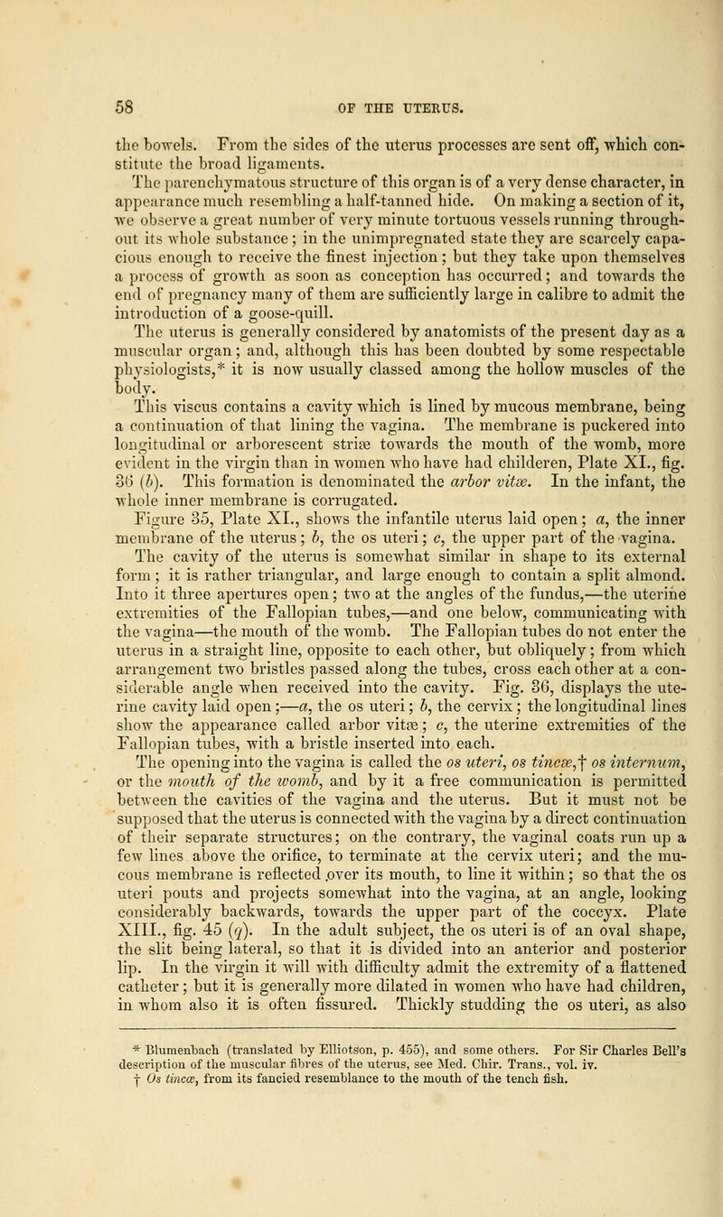 the bowels. From the sides of the uterus processes are sent off, which con- stitute the broad ligaments. The parenchymatous structure of this organ is of a very dense character, in appearance much resembling a half-tanned hide. On making a section of it, we observe a great number of very minute tortuous vessels running through- out its whole substance; in the unimpregnated state they are scarcely capa- cious enough to receive the finest injection; but they take upon themselves a process of growth as soon as conception has occurred; and towards the end of pregnancy many of them are sufficiently large in calibre to admit the introduction of a goose-quill. The uterus is generally considered by anatomists of the present day as a muscular organ; and, although this has been doubted by some respectable physiologists,* it is now usually classed among the hollow muscles of the body. This viscus contains a cavity which is lined by mucous membrane, being a continuation of that lining the vagina. The membrane is puckered into longitudinal or arborescent striaa towards the mouth of the womb, more evident in the virgin than in women who have had chilcleren, Plate XL, fig. 36 (b). This formation is denominated the arbor vitse. In the infant, the whole inner membrane is corrugated. Figure 35, Plate XL, shows the infantile uterus laid open; a, the inner membrane of the uterus; b, the os uteri; c, the upper part of the vagina. The cavity of the uterus is somewhat similar in shape to its external form; it is rather triangular, and large enough to contain a split almond. Into it three apertures open; two at the angles of the fundus,—the uterine extremities of the Fallopian tubes,—and one below, communicating with the vagina—the mouth of the womb. The Fallopian tubes do not enter the uterus in a straight line, opposite to each other, but obliquely; from which arrangement two bristles passed along the tubes, cross each other at a con- siderable angle when received into the cavity. Fig. 36, displays the ute- rine cavity laid open;—a, the os uteri; b, the cervix ; the longitudinal lines show the appearance called arbor vitae; c, the uterine extremities of the Fallopian tubes, with a bristle inserted into each. The opening into the vagina is called the os uteri, os tincse,\ os internum, or the mouth of the womb, and by it a free communication is permitted between the cavities of the vagina and the uterus. But it must not be supposed that the uterus is connected with the vagina by a direct continuation of their separate structures; on the contrary, the vaginal coats run up a few lines above the orifice, to terminate at the cervix uteri; and the mu- cous membrane is reflected .over its mouth, to line it within; so that the os uteri pouts and projects somewhat into the vagina, at an angle, looking considerably backwards, towards the upper part of the coccyx. Plate XIIL, fig. 45 (q). In the adult subject, the os uteri is of an oval shape, the slit being lateral, so that it is divided into an anterior and posterior lip. In the virgin it will with difficulty admit the extremity of a flattened catheter ; but it is generally more dilated in women who have had children, in whom also it is often fissured. Thickly studding the os uteri, as also * Blumenbach (translated by Elliotson, p. 455), and some others. For Sir Charles Bell's description of the muscular fibres of the uterus, see Med. Chir. Trans., vol. iv. -j- Os tincce, from its fancied resemblance to the mouth of the tench fish.