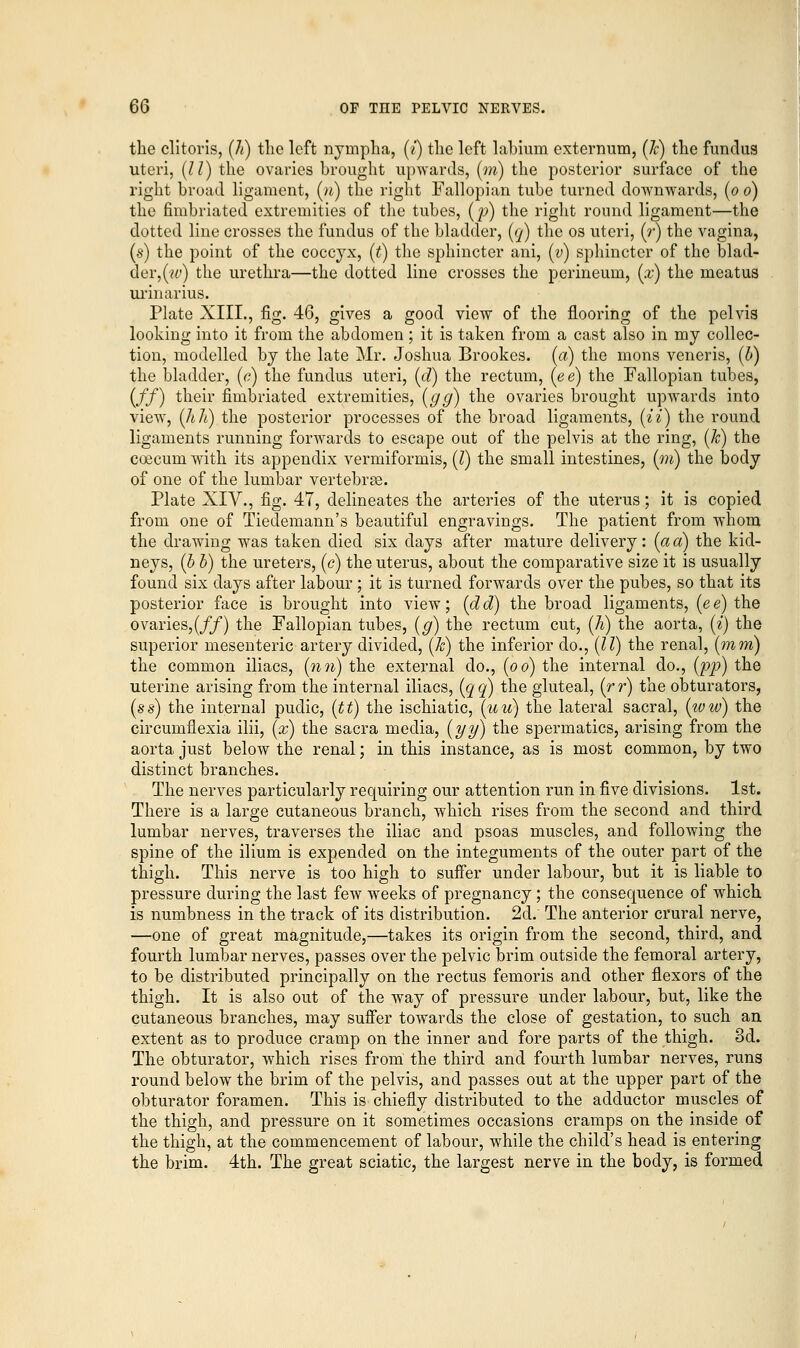 the clitoris, (h) the left nympha, (?) the left labium externum, (k) the fundus uteri, (11) the ovaries brought upwards, (m) the posterior surface of the right broad ligament, («) the right Fallopian tube turned downwards, (0 0) the fimbriated extremities of the tubes, (p) the right round ligament—the clotted line crosses the fundus of the bladder, (q) the os uteri, (r) the vagina, (s) the point of the coccyx, (t) the sphincter ani, (v) sphincter of the blad- der, (w) the urethra—the dotted line crosses the perineum, (x) the meatus urinarius. Plate XIII., fig. 46, gives a good view of the flooring of the pelvis looking into it from the abdomen; it is taken from a cast also in my collec- tion, modelled by the late Mr. Joshua Brookes, (a) the mons veneris, (0) the bladder, (a) the fundus uteri, (d) the rectum, (ee) the Fallopian tubes, iff) their fimbriated extremities, (gg) the ovaries brought upwards into view, (Jih) the posterior processes of the broad ligaments, (i%) the round ligaments running forwards to escape out of the pelvis at the ring, (k) the ccecum with its appendix vermiformis, (1) the small intestines, (m) the body of one of the lumbar vertebrae. Plate XIV., fig. 47, delineates the arteries of the uterus; it is copied from one of Tiedemann's beautiful engravings. The patient from whom the drawing was taken died six clays after mature delivery: (ad) the kid- neys, (0 0) the ureters, (<?) the uterus, about the comparative size it is usually found six days after labour ; it is turned forwards over the pubes, so that its posterior face is brought into view; (dd) the broad ligaments, (ee) the ovaries,(//) the Fallopian tubes, (g) the rectum cut, (h) the aorta, (i) the superior mesenteric artery divided, (k) the inferior do., (II) the renal, (mm) the common iliacs, (nn) the external do., (00) the internal do., (pp) the uterine arising from the internal iliacs, (qq) the gluteal, (rr) the obturators, (ss) the internal pudic, (tt) the ischiatic, (uu) the lateral sacral, (ww) the circumflexia ilii, (x) the sacra media, (yy) the spermatics, arising from the aorta just below the renal; in this instance, as is most common, by two distinct branches. The nerves particularly requiring our attention run in five divisions. 1st. There is a large cutaneous branch, which rises from the second and third lumbar nerves, traverses the iliac and psoas muscles, and following the spine of the ilium is expended on the integuments of the outer part of the thigh. This nerve is too high to suffer under labour, but it is liable to pressure during the last few weeks of pregnancy ; the consequence of which is numbness in the track of its distribution. 2d. The anterior crural nerve, —one of great magnitude,—takes its origin from the second, third, and fourth lumbar nerves, passes over the pelvic brim outside the femoral artery, to be distributed principally on the rectus femoris and other flexors of the thigh. It is also out of the way of pressure under labour, but, like the cutaneous branches, may suffer towards the close of gestation, to such an extent as to produce cramp on the inner and fore parts of the thigh. 3d. The obturator, which rises from the third and fourth lumbar nerves, runs round below the brim of the pelvis, and passes out at the upper part of the obturator foramen. This is chiefly distributed to the adductor muscles of the thigh, and pressure on it sometimes occasions cramps on the inside of the thigh, at the commencement of labour, while the child's head is entering the brim. 4th. The great sciatic, the largest nerve in the body, is formed
