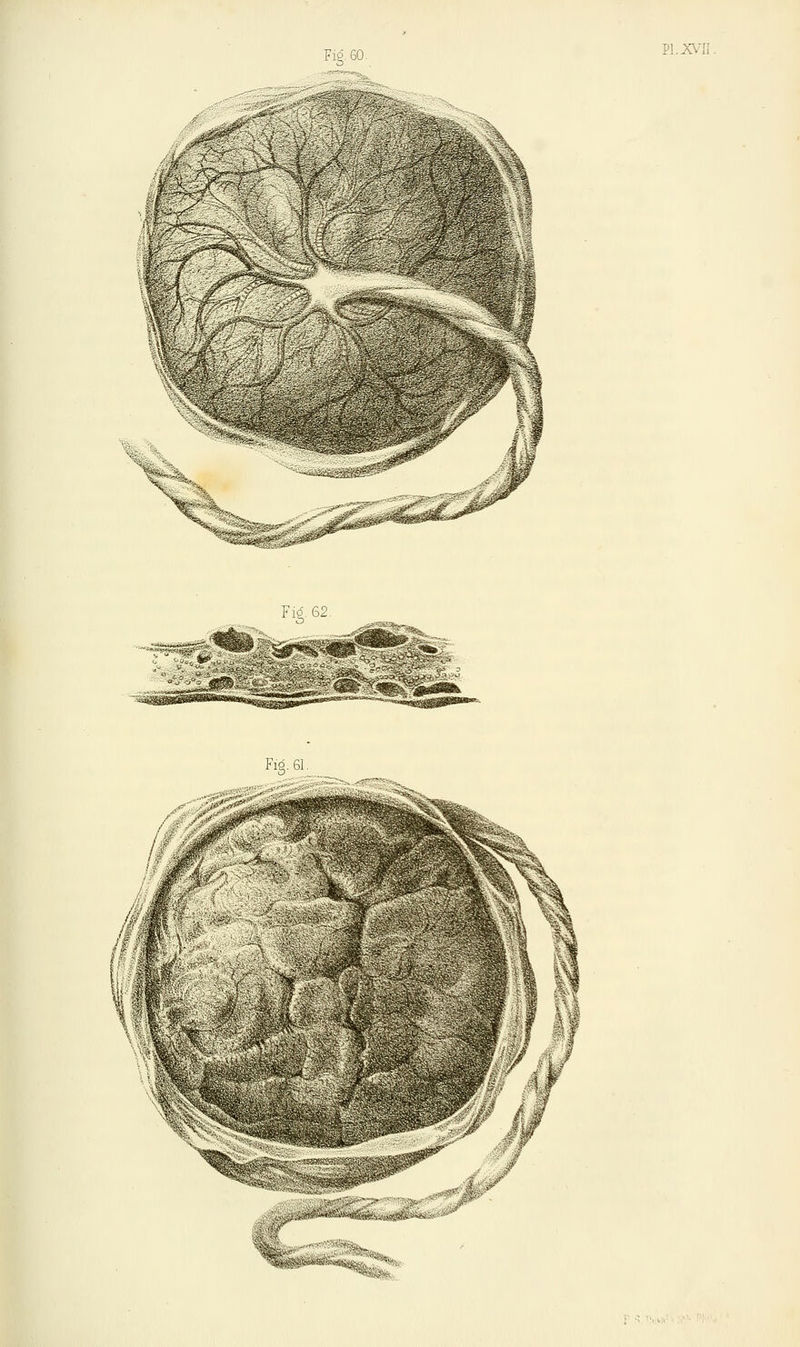 Fig. 62 Fio. 61.