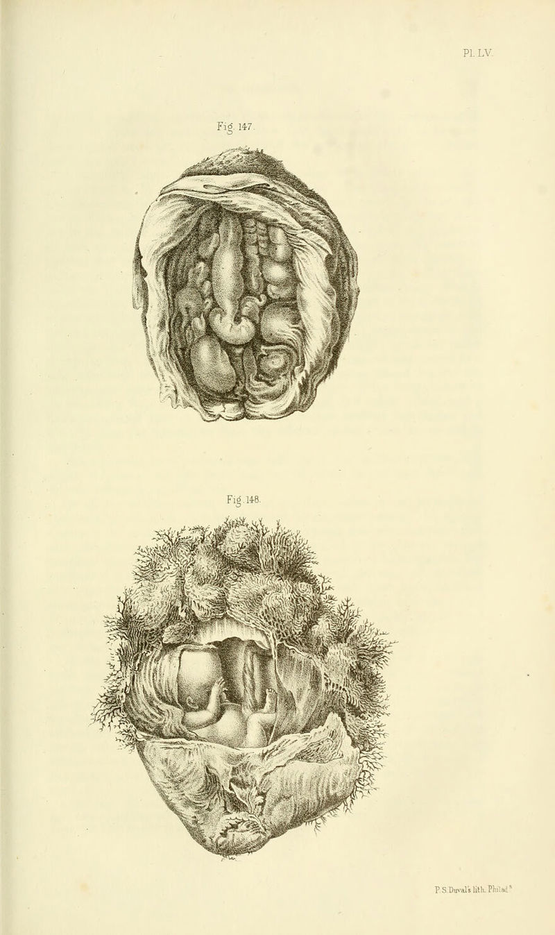 PI. LV. Fig 147. Fig. 148. P.S.Duvalslith I1