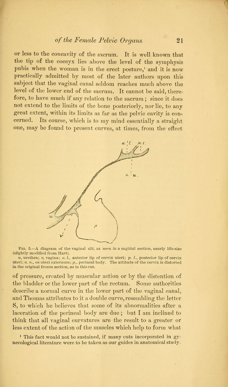 or less to the concavity of the sacrum. It is well known that the tip of the coccyx lies above the level of the symphysis pubis when the woman is in the erect posture,1 and it is now practically admitted by most of the later authors upon this subject that the vaginal canal seldom reaches much above the level of the lower end of the sacrum. It cannot be said, there- fore, to have much if any relation to the sacrum ; since it does not extend to the limits of the bone posteriorly, nor lie, to any great extent, within its limits as far as the pelvic cavity is con- cerned. Its course, which is to my mind essentially a straight one, may be found to present curves, at times, from the effect Fig. 5.—A diagram of the vaginal slit, as seen in a sagittal section, nearly life-size (slightly modified from Hart). u, urethra; v, vagina; a. I., anterior lip of cervix uteri; p. I., posterior lip of cervix uteri; o. u., os uteri externum; p., perineal body. The attitude of the cervix is distorted in the original frozen section, as in this cut. of pressure, created by muscular action or by the distention of the bladder or the lower part of the rectum. Some authorities describe a normal curve in the lower part of the vaginal canal, and Thomas attributes to it a double curve, resembling the letter S, to which he believes that some of its abnormalities after a laceration of the perineal body are due; but I am inclined to think that all vaginal curvatures are the result to a greater or less extent of the action of the muscles which help to form what 1 This fact would not be sustained, if many cuts incorporated in gy- necological, literature were to be taken as our guides in anatomical study.