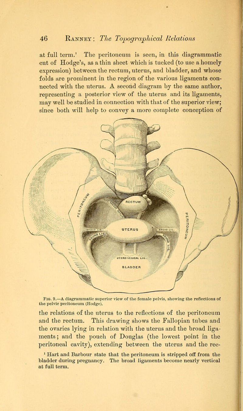 at full term.1 The peritoneum is seen, in this diagrammatic cut of Hodge's, as a thin sheet which is tucked (to use a homely expression) between the rectum, uterus, and bladder, and whose folds are prominent in the region of the various ligaments con- nected with the uterus. A second diagram by the same author, representing a posterior view of the uterus and its ligaments, may well be studied in connection with that of the superior view; since both will help to convey a more complete conception of Fig. 9.—A diagrammatic superior view of the female pelvis, showing the reflections of the pelvic peritoneum (Hodge). the relations of the uterus to the reflections of the peritoneum and the rectum. This drawing shows the Fallopian tubes and the ovaries lying in relation with the uterus and the broad liga- ments ; and the pouch of Douglas (the lowest point in the peritoneal cavity), extending between the uterus and the rec- 1 Hart and Barbour state that the peritoneum is stripped off from the bladder during pregnancy. The broad ligaments become nearly vertical at full term.