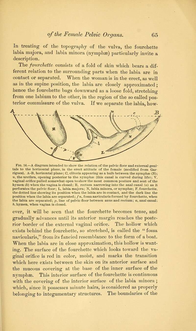 In treating of the topography of the vulva, the fourchette labia majora, and labia minora (nymphse) particularly invite a description. The fourchette consists of a fold of skin which bears a dif- ferent relation to the surrounding parts when the labia are in contact or separated. When the woman is in the erect, as well as in the supine position, the labia are closely approximated ; hence the fourchette bags downward as a loose fold, stretching from one labium to the other, in the region of the so called pos- terior commissure of the vulva. If we separate the labia, how- Fig. 14.—A diagram intended to show the relation of the pelvic floor and external geni- tals to the horizontal plane, in the erect attitude of the female (modified from Gar- rigues). A-B, horizontal plane; C, clitoris appearing as a bulb between the nymphse (N); u, the urethra, opening posterior to the nymphae (this canal is curved during life); V, vaginal orifice pulled somewhat open to show the most common posture and seat of the hymen (h) when the vagina is closed; R, rectum narrowing into the anal canal (a) as it perforates the pelvic floor; L, labia majora; N, labia minora, or nymphse; F, fourchette, the dotted line showing its position when the labia are in contact, and the dark line the position when the labia are separated; /u, fossanavicularis formed by fourchette, when the labia are separated; p, line of pelvic floor between anus and rectum; a, anal canal; h, hymen, when vagina is closed. ever, it will be seen that the fourchette becomes tense, and gradually advances until its anterior margin reaches the poste- rior border of the external vaginal oritice. The hollow which exists behind the fourchette, so stretched, is called the  fossa navicularis, from its fancied resemblance to the form of a boat. When the labia are in close approximation, this hollow is want- ing. The surface of the fourchette which looks toward the va- ginal orifice is red in color, moist, and marks the transition which here exists between the skin on its anterior surface and the mucous covering at the base of the inner surface of the nymphse. This interior surface of the fourchette is continuous with the covering of the interior surface of the labia minora ; which, since it possesses minute hairs, is considered as properly belonging to integumentary structures. The boundaries of the