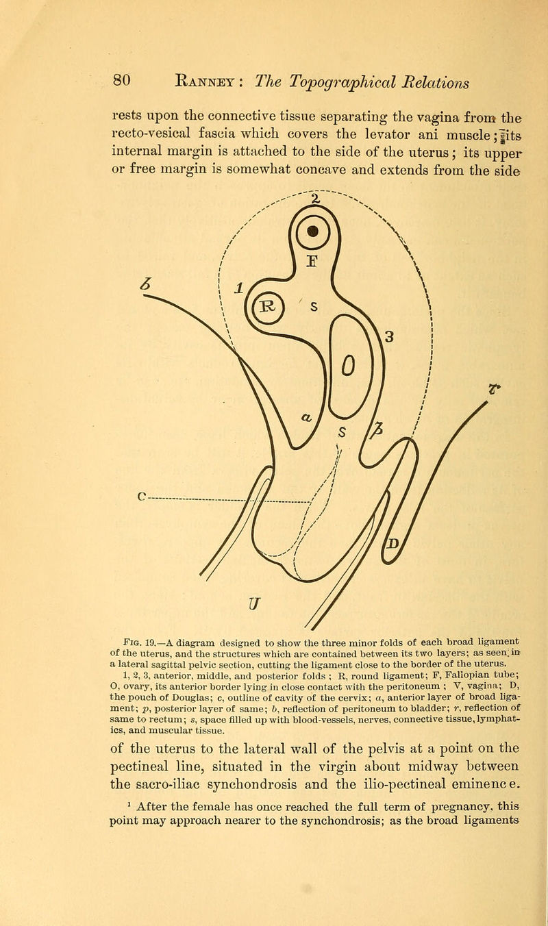 rests upon the connective tissue separating the vagina from the recto-vesical fascia which covers the levator ani muscle ;Jit& internal margin is attached to the side of the uterus; its upper or free margin is somewhat concave and extends from the side Fig. 19.—A diagram designed to show the three minor folds of each broad ligament of the uterus, and the structures which are contained between its two layers; as seen;in a lateral sagittal pelvic section, cutting the ligament close to the border of the uterus. 1, 2, 3, anterior, middle, and posterior folds ; R, round ligament; F, Fallopian tube; O, ovary, its anterior border lying in close contact with the peritoneum ; V, vagina; D, the pouch of Douglas; c, outline of cavity of the cervix; a, anterior layer of broad liga- ment; p, posterior layer of same; b, reflection of peritoneum to bladder; r, reflection of same to rectum; s, space filled up with blood-vessels, nerves, connective tissue, lymphat- ics, and muscular tissue. of the uterus to the lateral wall of the pelvis at a point on the pectineal line, situated in the virgin about midway between the sacro-iliac synchondrosis and the ilio-pectineal eminence. 1 After the female has once reached the full term of pregnancy, this point may approach nearer to the synchondrosis; as the broad ligaments