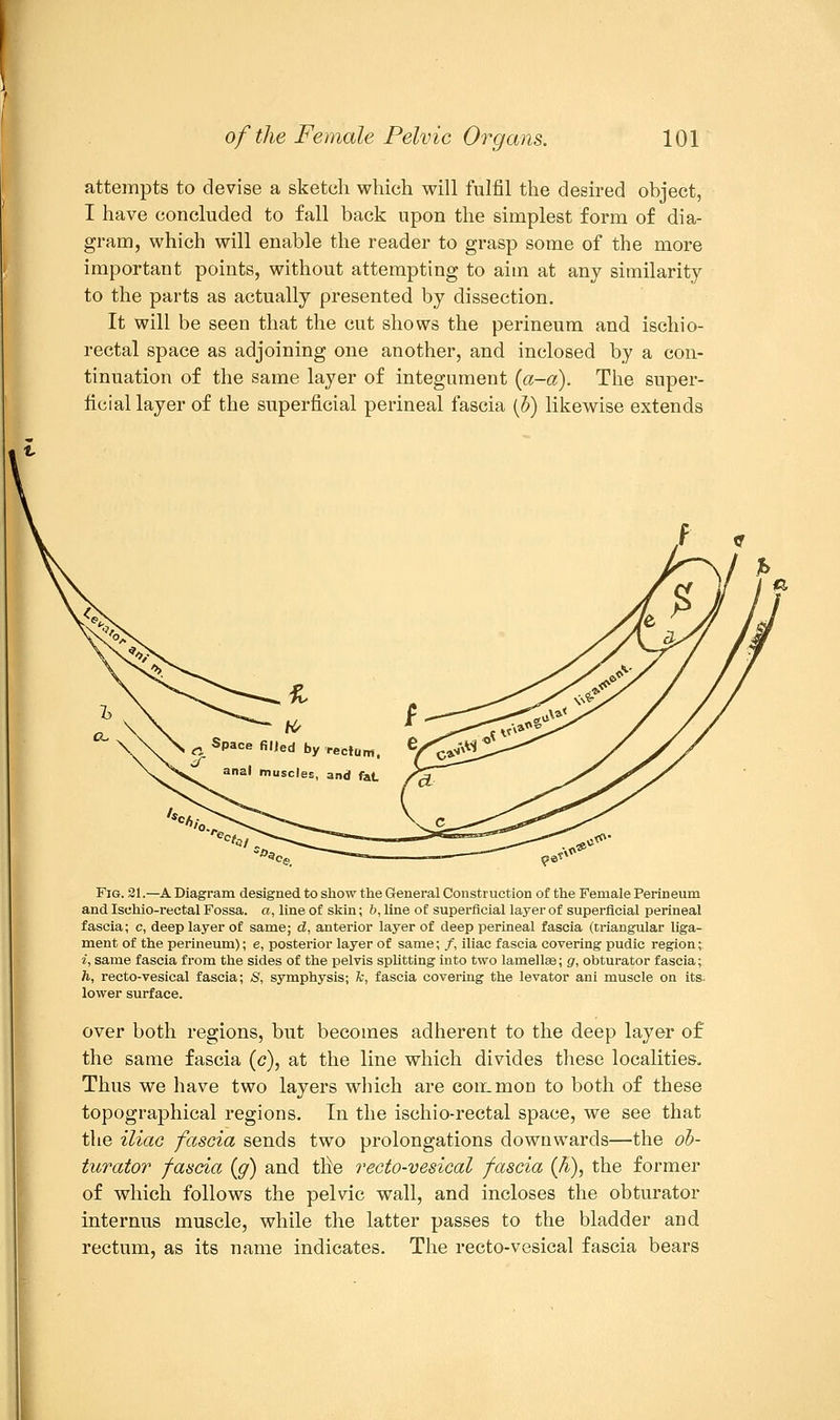 attempts to devise a sketch which will fulfil the desired object, I have concluded to fall back upon the simplest form of dia- gram, which will enable the reader to grasp some of the more important points, without attempting to aim at any similarity to the parts as actually presented by dissection. It will be seen that the cut shows the perineum and ischio- rectal space as adjoining one another, and inclosed by a con- tinuation of the same layer of integument (a-a). The super- ficial layer of the superficial perineal fascia (b) likewise extends Fig. 21.—A Diagram designed to show the General Construction of the Female Perineum and Ischio-rectal Fossa, a, line of skin; b, line of superficial layer of superficial perineal fascia; c, deep layer of same; d, anterior layer of deep perineal fascia (triangular liga- ment of the perineum); e, posterior layer of same; /, iliac fascia covering pudic region;. i, same fascia from the sides of the pelvis splitting into two lamellae; g, obturator fascia; h, recto-vesical fascia; S, symphysis; k, fascia covering the levator ani muscle on its. lower surface. over both regions, but becomes adherent to the deep layer of the same fascia (c), at the line which divides these localities. Thus we have two layers which are common to both of these topographical regions. In the ischio-rectal space, we see that the iliac fascia sends two prolongations downwards—the ob- turator fascia {g) and tlie recto-vesical fascia {h), the former of which follows the pelvic wall, and incloses the obturator internus muscle, while the latter passes to the bladder and rectum, as its name indicates. The recto-vesical fascia bears