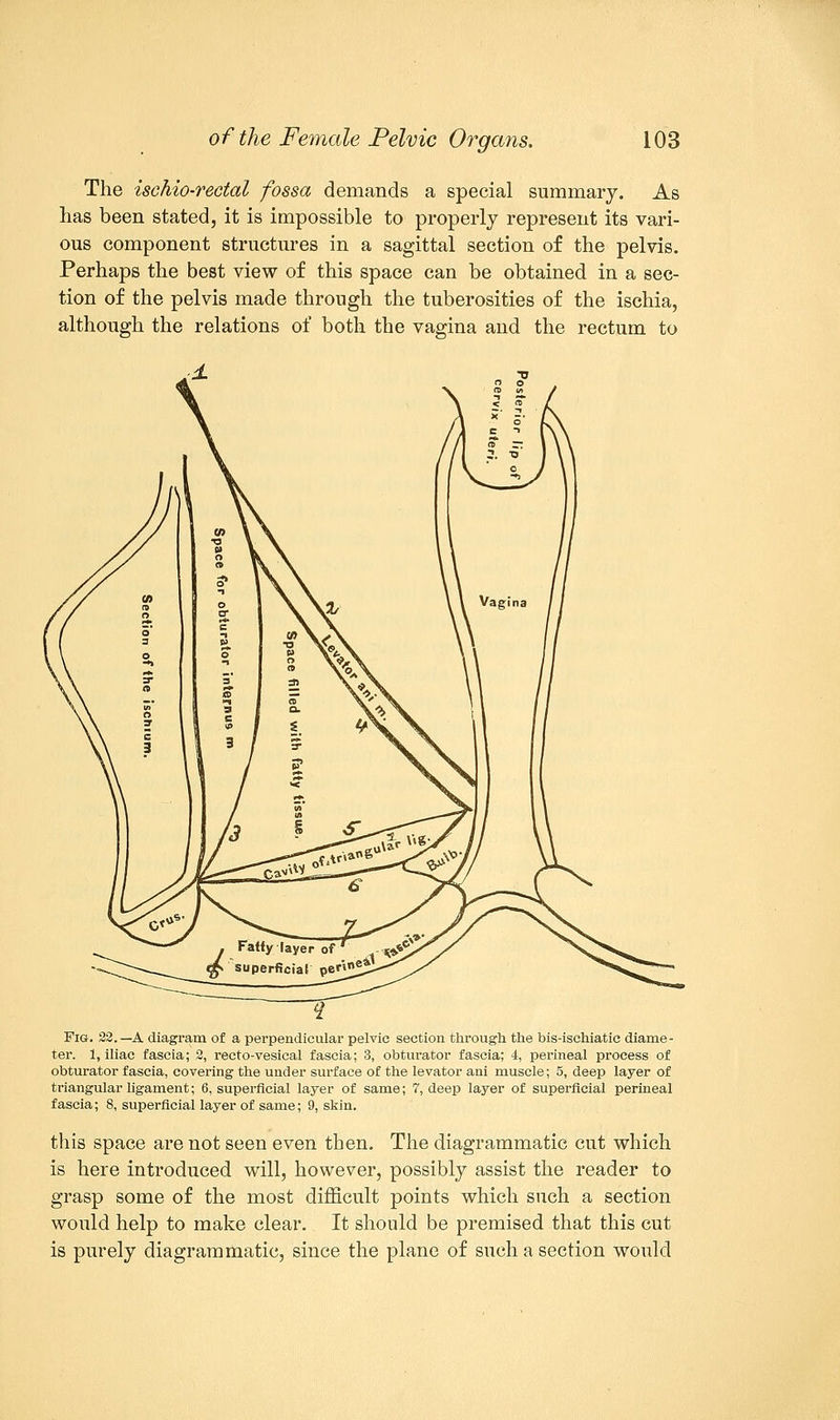 The ischio-rectal fossa demands a special summary. As has been stated, it is impossible to properly represent its vari- ous component structures in a sagittal section of the pelvis. Perhaps the best view of this space can be obtained in a sec- tion of the pelvis made through the tuberosities of the ischia, although the relations of both the vagina and the rectum to Fig. 22.—A diagram of a perpendicular pelvic section through the bis-ischiatic diame- ter. 1, iliac fascia; 2, recto-vesical fascia; 3, obturator fascia; 4, perineal process of obturator fascia, covering the under surface of the levator ani muscle; 5, deep layer of triangular ligament; 6, superficial layer of same; 7, deep layer of superficial perineal fascia; 8, superficial layer of same; 9, skin. this space are not seen even then. The diagrammatic cut which is here introduced will, however, possibly assist the reader to grasp some of the most difficult points which such a section would help to make clear. It should be premised that this cut is purely diagrammatic, since the plane of such a section would