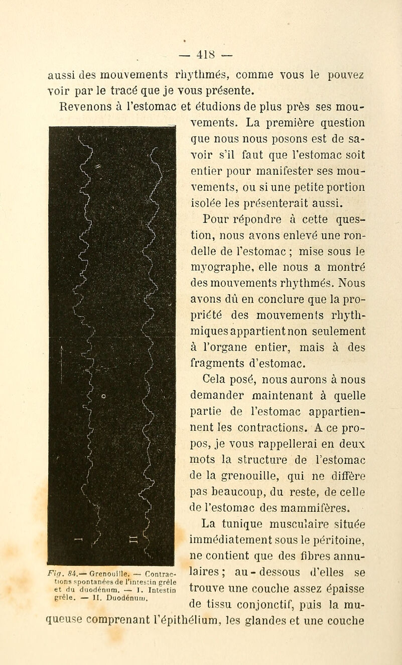 aussi des mouvements rhytlimés, comme vous le pouvez voir par le tracé que je vous présente. Revenons à l'estomac et étudions de plus près ses mou- vements. La première question que nous nous posons est de sa- voir s'il faut que l'estomac soit entier pour manifester ses mou- vements, ou si une petite portion isolée les présenterait aussi. Pour répondre à cette ques- tion, nous avons enlevé une ron- delle de l'estomac ; mise sous le myographe, elle nous a montré des mouvements rhytlimés. Nous avons dû en conclure que la pro- priété des mouvements rhyth- miques appartient non seulement à l'organe entier, mais à des fragments d'estomac. Cela posé, nous aurons à nous demander maintenant à quelle partie de l'estomac appartien- nent les contractions. A ce pro- pos, je vous rappellerai en deux mots la structure de l'estomac de la grenouille, qui no diffère pas beaucoup, du reste, de celle de l'estomac des mammifères. La tunique musculaire située immédiatement sous le péritoine, ne contient que des fibres annu- laires ; au-dessous d'elles se trouve une couche assez épaisse de tissu conjonctif, puis la mu- queuse comprenant l'épithéllum, les glandes et une couche Fiç;. Hh.— Grenouille. — Contrac- tions spontanéesde l'intesiin grêle et du duodénum. — I. Intestin grêle. — II. Duodénu(i).