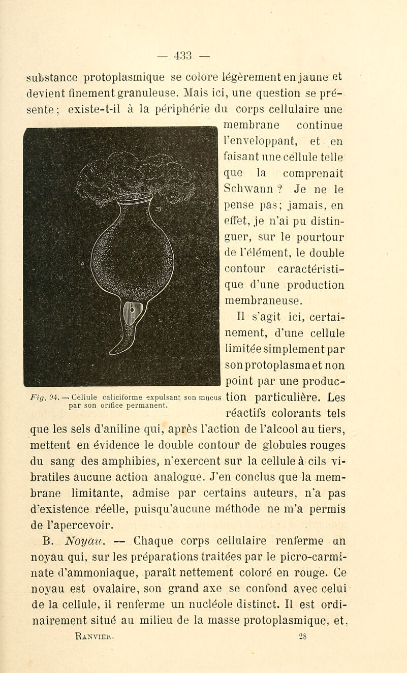 substance protoplasmique se colore légèrement en jaune et devient finement granuleuse. Mais ici, une question se pré- sente ; existe-t-il à la périphérie du corps cellulaire une membrane continue l'enveloppant, et en faisant une cellule telle que la comprenait Schwann ? Je ne le pense pas; jamais, en effet, je n'ai pu distin- guer, sur le pourtour de l'élément, le double contour caractéristi- que d'une production membraneuse. Il s'agit ici, certai- nement, d'une cellule limitée simplement par sonprotoplasmaetnon point par une produc- son mucus tion particulière. Les réactifs colorants tels que les sels d'aniline qui, après l'action de l'alcool au tiers, mettent en évidence le double contour de globules rouges du sang des amphibies, n'exercent sur la cellule à cils vi- bratiles aucune action analogue. J'en conclus que la mem- brane limitante, admise par certains auteurs, n'a pas d'existence réelle, puisqu'aucune méthode ne m'a permis de l'apercevoir. B. Noyau. — Chaque corps cellulaire renferme un noyau qui, sur les préparations traitées par le picro-carrai- nate d'ammoniaque, paraît nettement coloré en rouge. Ce noyau est ovalaire, son grand axe se confond avec celui de la cellule, il renferme un nucléole distinct. Il est ordi- nairement situé au milieu de la masse protoplasmique, et, i^'/p. 94. — Cellule calicil'orme expulsant par son orifice permanent. Ranvier. •28