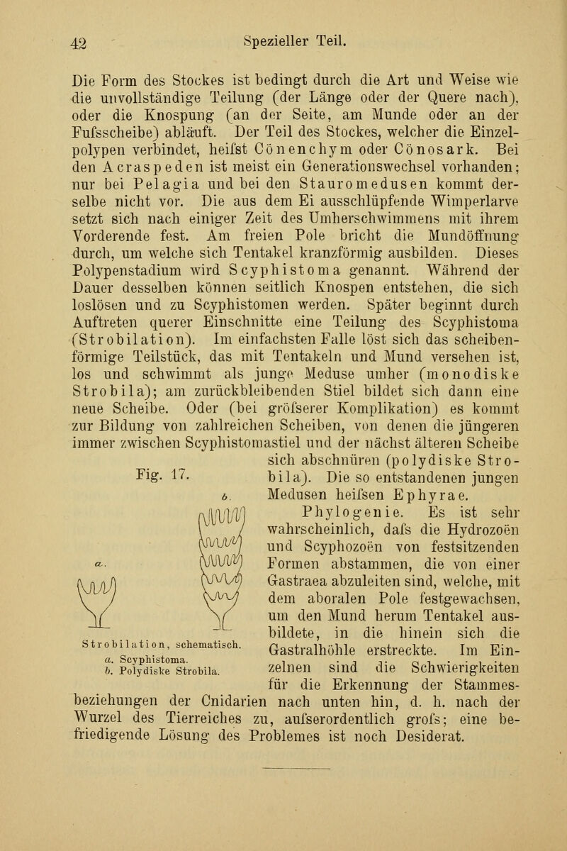 Die Form des Stockes ist bedingt durch die Art und Weise wie die unvollständige Teilung (der Länge oder der Quere nach), oder die Knospung (an der Seite, am Munde oder an der Fufsscheibe) abläuft. Der Teil des Stockes, welcher die Einzel- polypen verbindet, heifst Cönenchym oder Cönosark. Bei den Acraspeden ist meist ein Generationswechsel vorhanden; nur bei Pelagia und bei den Stauromedusen kommt der- selbe nicht vor. Die aus dem Ei ausschlüpfende Wimperlarve setzt sich nach einiger Zeit des Umherschwimmens mit ihrem Yorderende fest. Am freien Pole bricht die Mundöffnung durch, um welche sich Tentakel kranzförmig ausbilden. Dieses Polypenstadium wird Scyphistoma genannt. Während der Dauer desselben können seitlich Knospen entstehen, die sich loslösen und zu Scyphistomen werden. Später beginnt durch Auftreten querer Einschnitte eine Teilung des Scyphistoma (Strobilation). Im einfachsten Falle löst sich das scheiben- förmige Teilstück, das mit Tentakeln und Mund versehen ist, los und schwimmt als junge Meduse umher (monodiske Strobila); am zurückbleibenden Stiel bildet sich dann eine neue Scheibe. Oder (bei gröfserer Komplikation) es kommt zur Bildung von zahlreichen Scheiben, von denen die jüngeren immer zwischen Scyphistomastiel und der nächst älteren Scheibe sich abschnüren (polydiske Stro- hig. 17. bila). Die so entstandenen jungen b. Medusen heifsen Ephyrae. Phylogenie. Es ist sehr wahrscheinlich, dafs die Hydrozoen und Scyphozoen von festsitzenden Formen abstammen, die von einer \ n n A ^\N\jü\ Gastraea abzuleiten sind, welche, mit / \jJiAy; dem aboralen Pole festgewachsen, um den Mund herum Tentakel aus- bildete, in die hinein sich die strobilation, schematisch. Gastralhöhle erstreckte. Im Ein- a. Scyphistoma. •, .j ,. oi--i-j. b. Polydiske Strobila. zclueu Sind die Schwierigkeiten für die Erkennung der Stammes- beziehungen der Cnidarien nach unten hin, d. h. nach der Wurzel des Tierreiches zu, aufserordentlich grofs; eine be- friedigende Lösung des Problemes ist noch Desiderat.